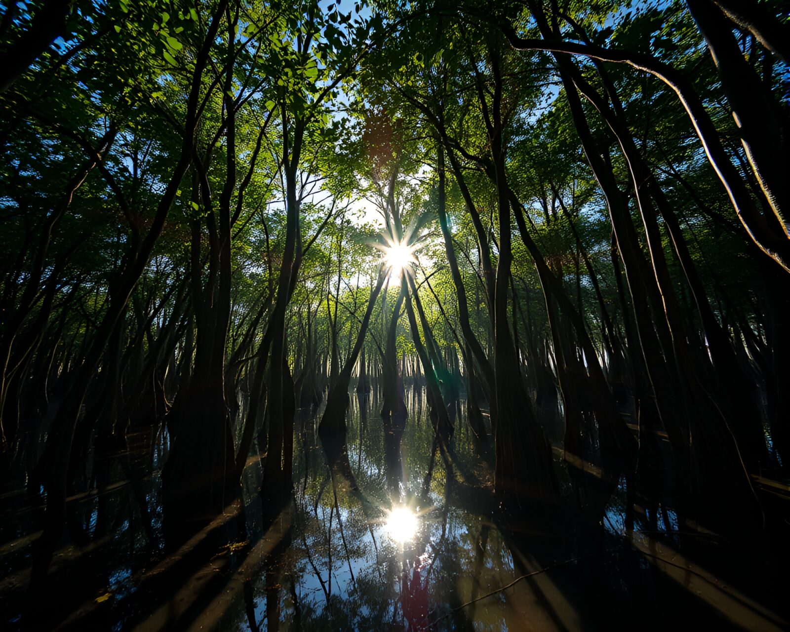Surreal mangrove swamp with lens sunburst lighting