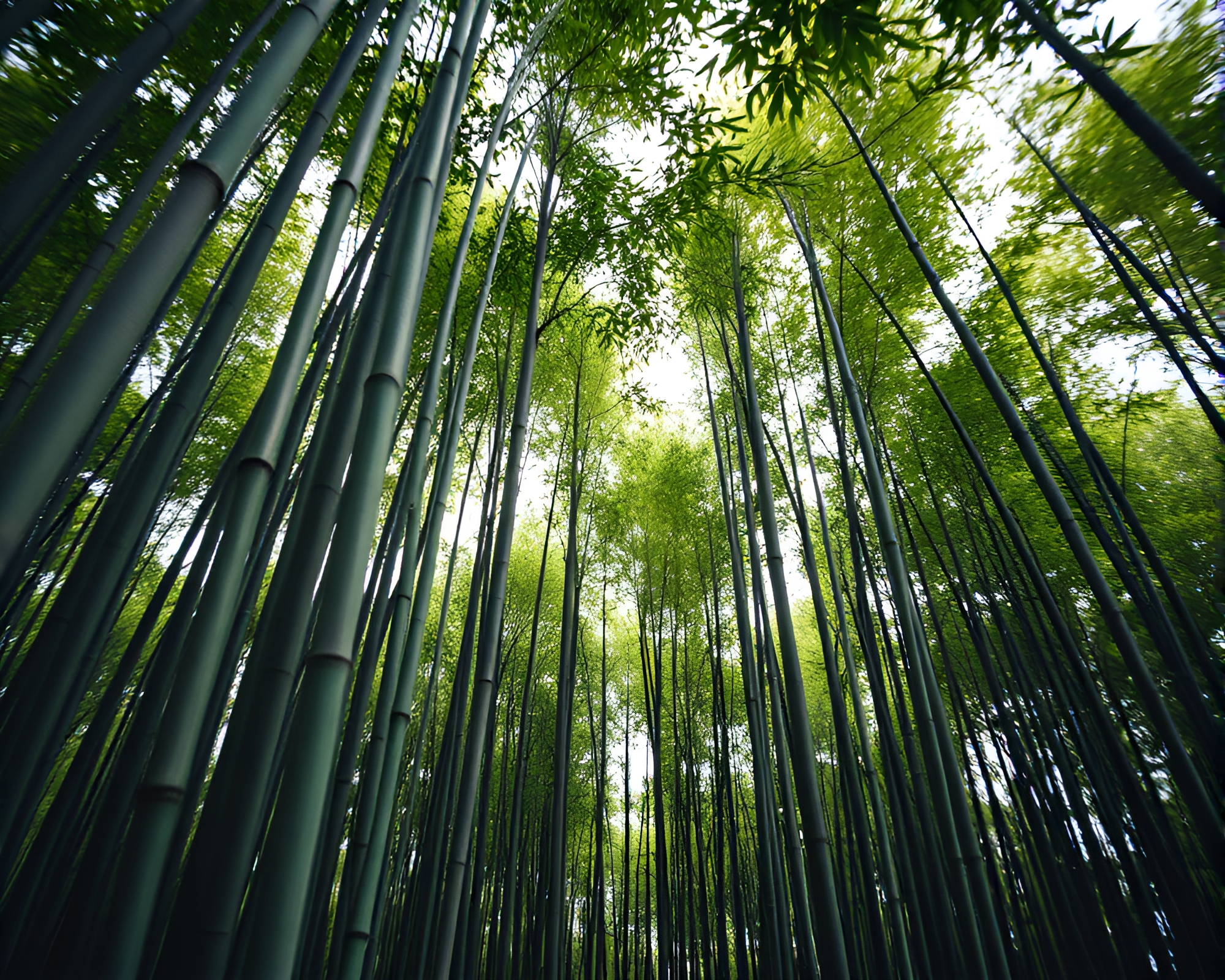 Bamboo Grove with Split Focus Kaleidoscope Effect – free AI stock image