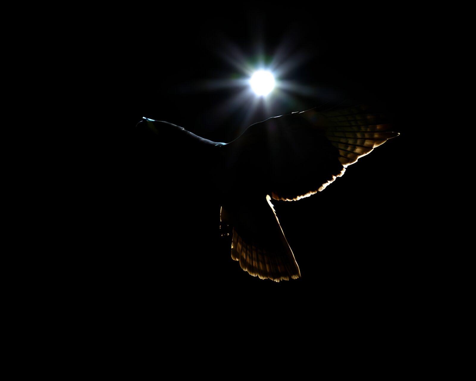 Majestic falcon glowing in mystical crosshatch lens flare