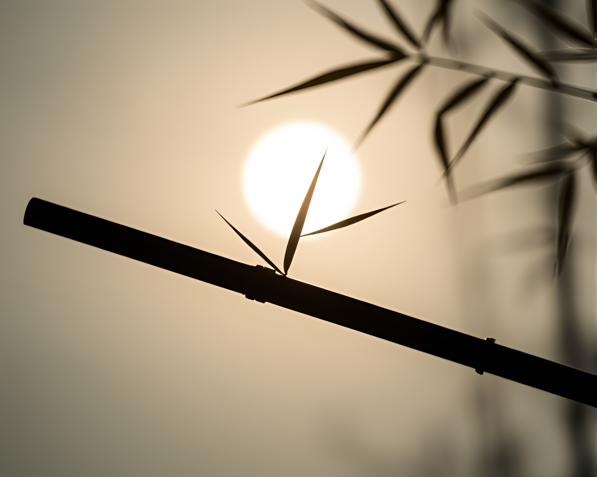 Bamboo Flute Eclipse Shadow Macro Detail – free AI stock image
