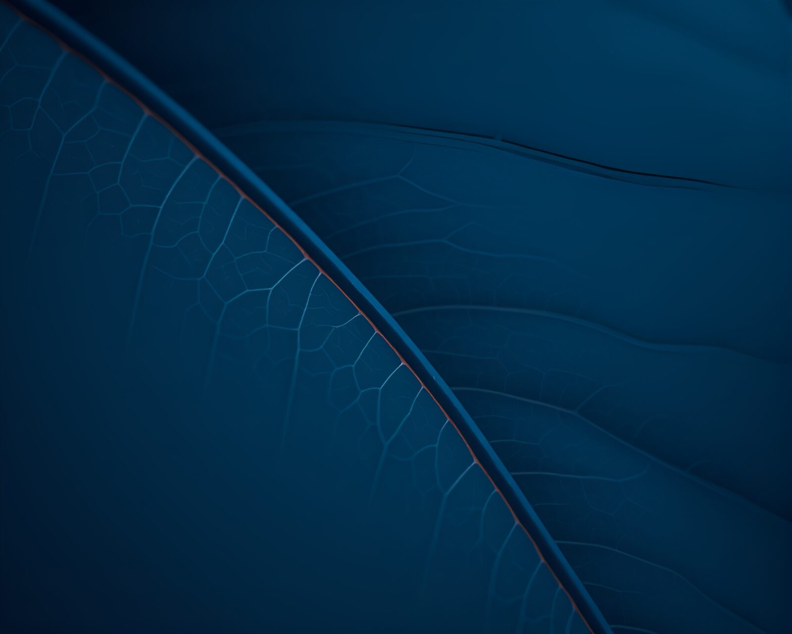 Artistic depiction of airplane with intricate leaf designs at dusk