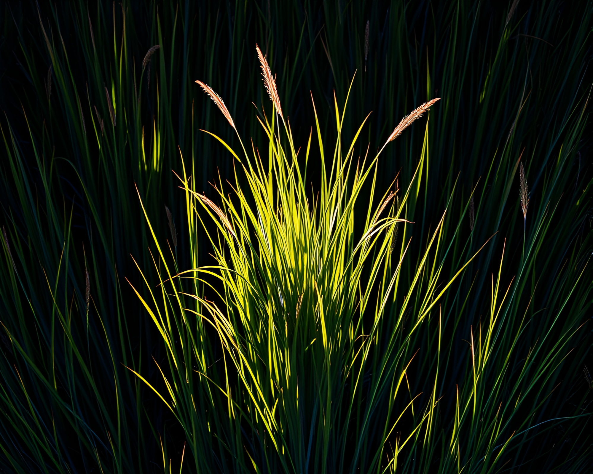Savannah Sunset: Radial Symmetry and Ultraviolet Glow – free AI stock image