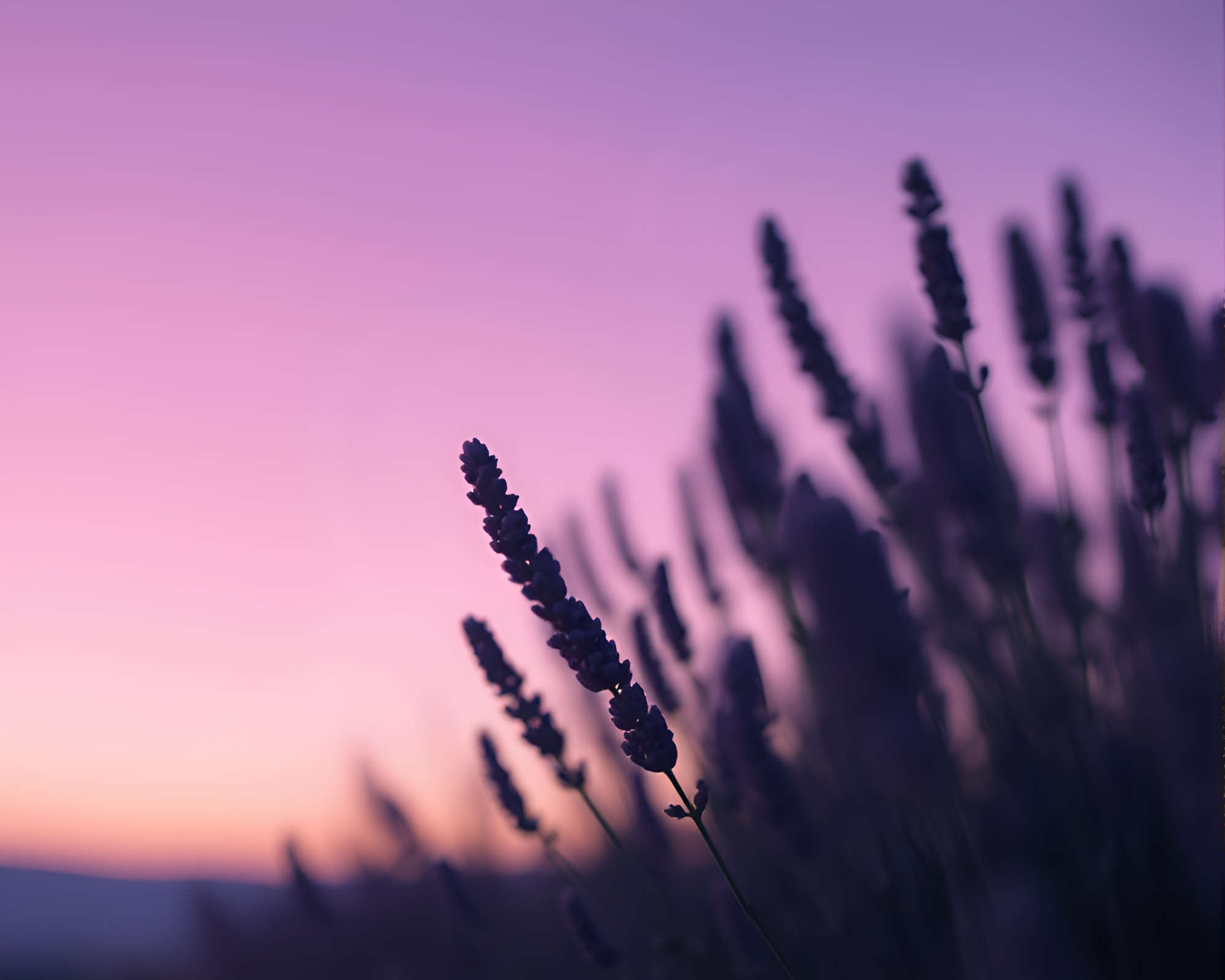 Intriguing Banshee Silhouette in Twilight Cel Shading – free AI stock image