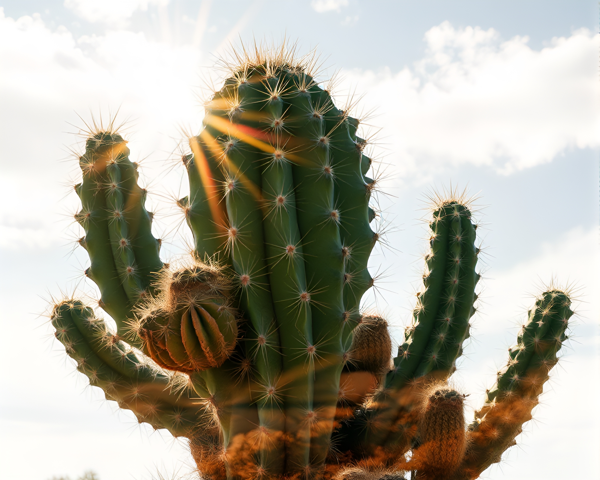 Desert Cactus Double Exposure Action Painting – free AI stock image