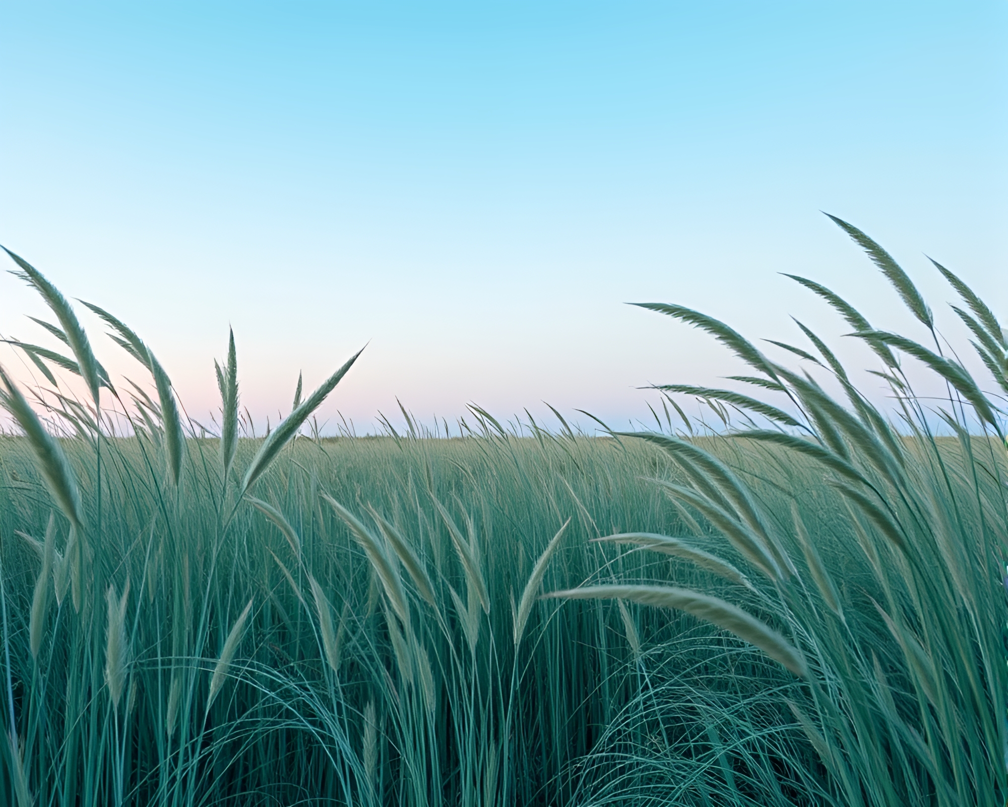 Teal Serenity: Light Painting on Savannah Grass – free AI stock image