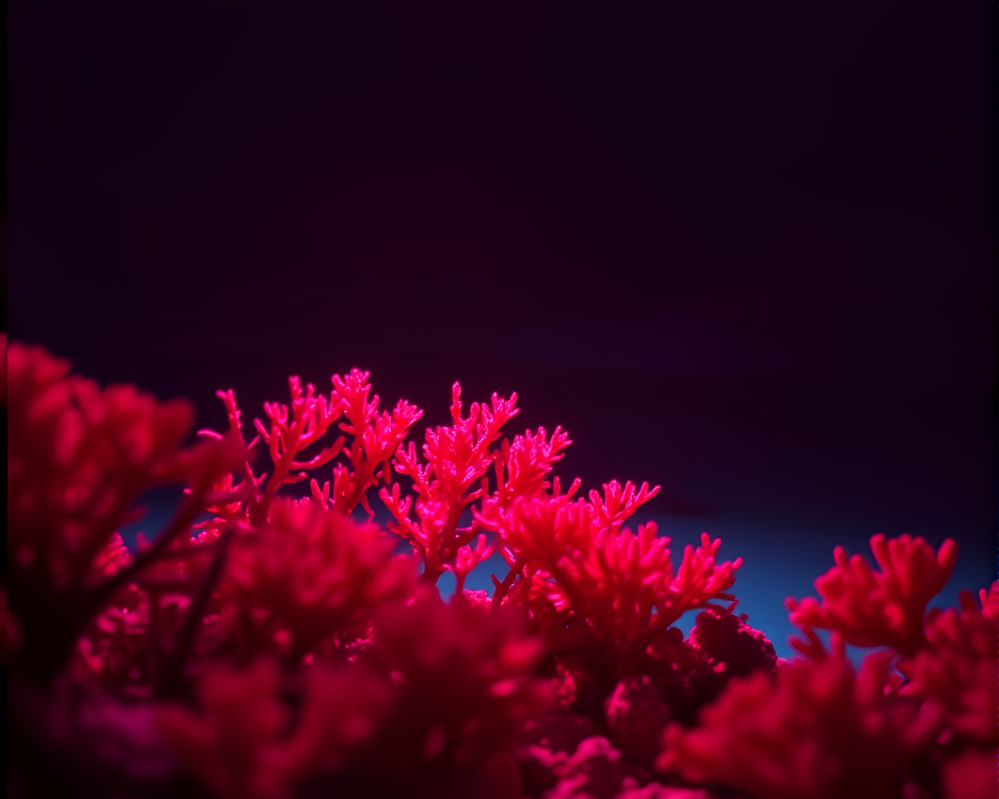 Coral atoll under magenta spotlight – free AI stock image