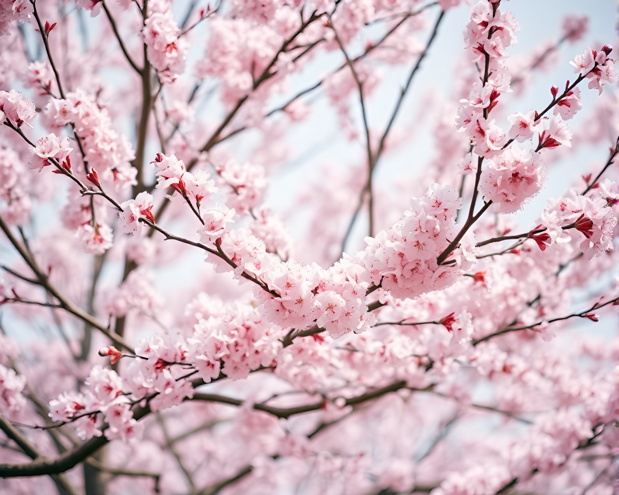 Cherry Blossom Dreams: Blush Pink Serenity – free AI stock image