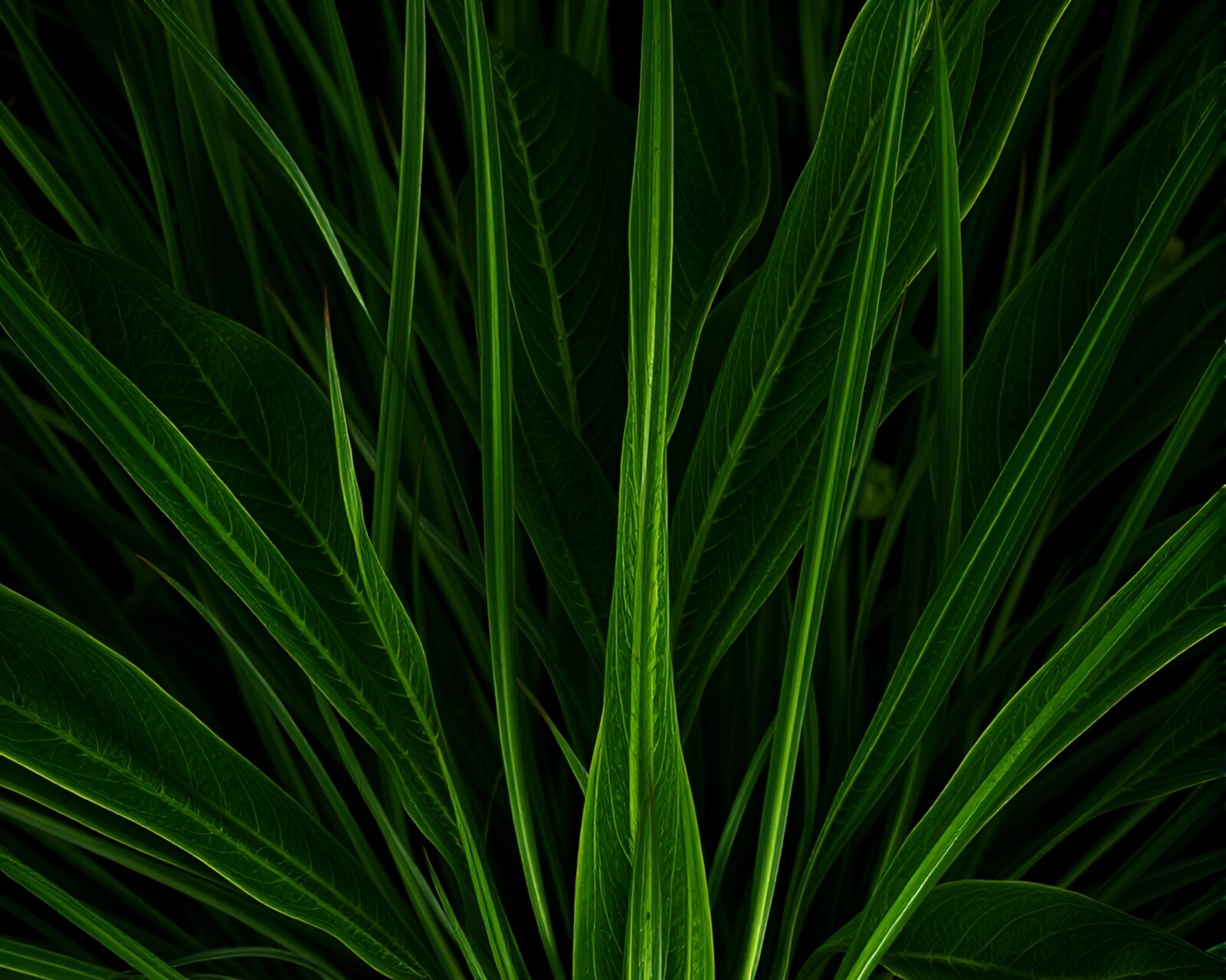 Necromantic shaded grasslands fractal with intricate leaf patterns.