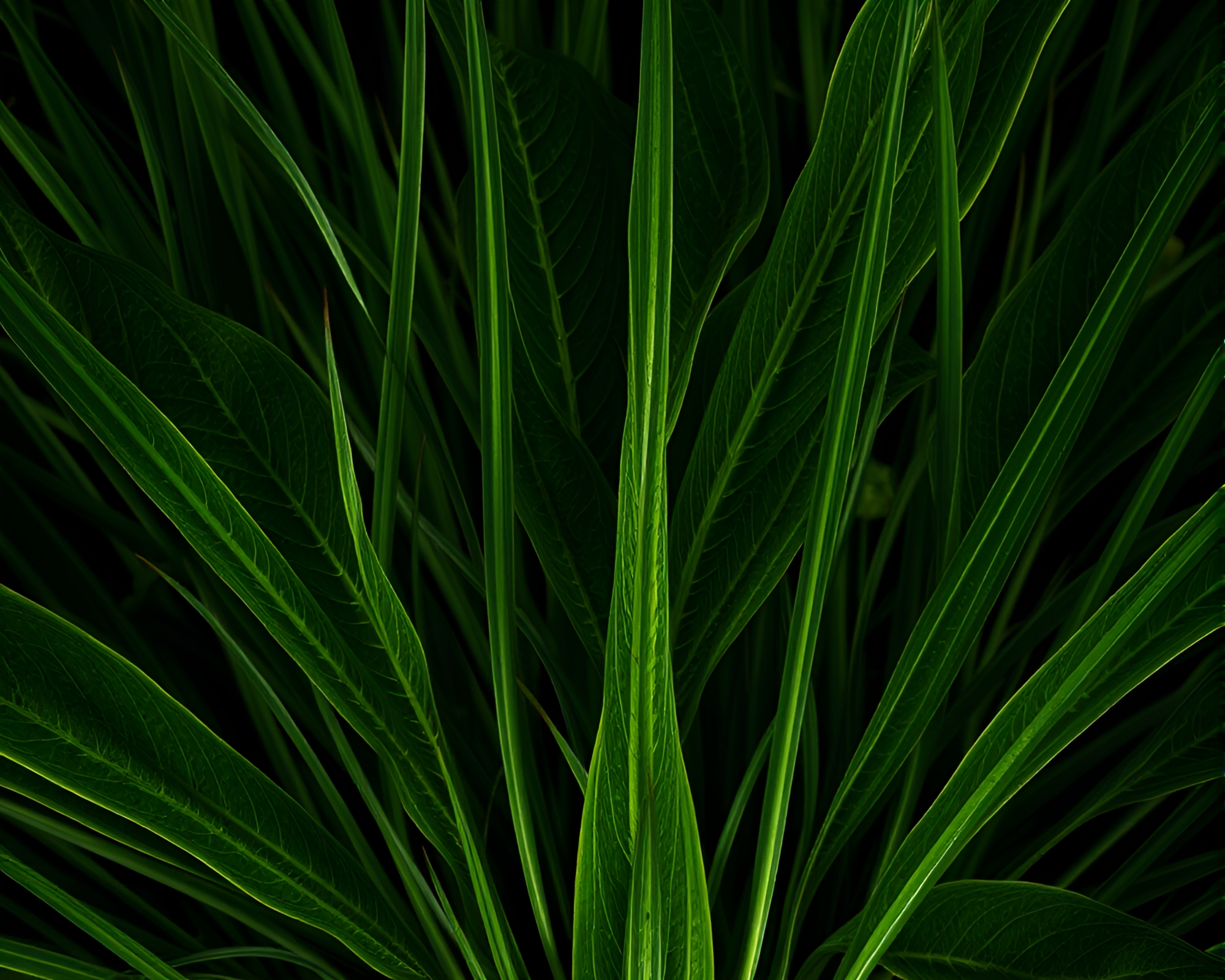 Fractal Savannah Sunset with Leaf Veins – free AI stock image