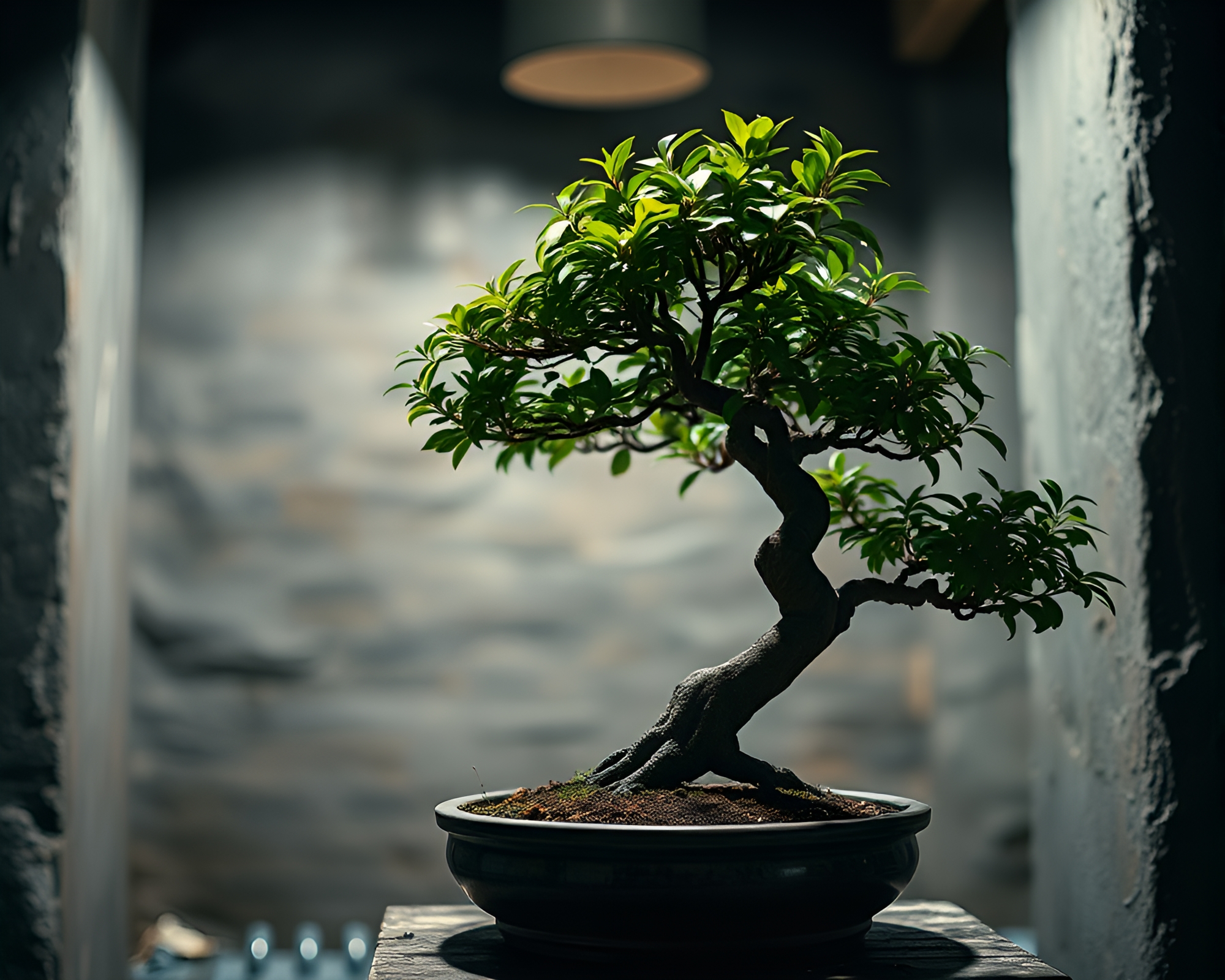 HDR Bonsai Tree Close-Up in Dungeon Darkness – free AI stock image