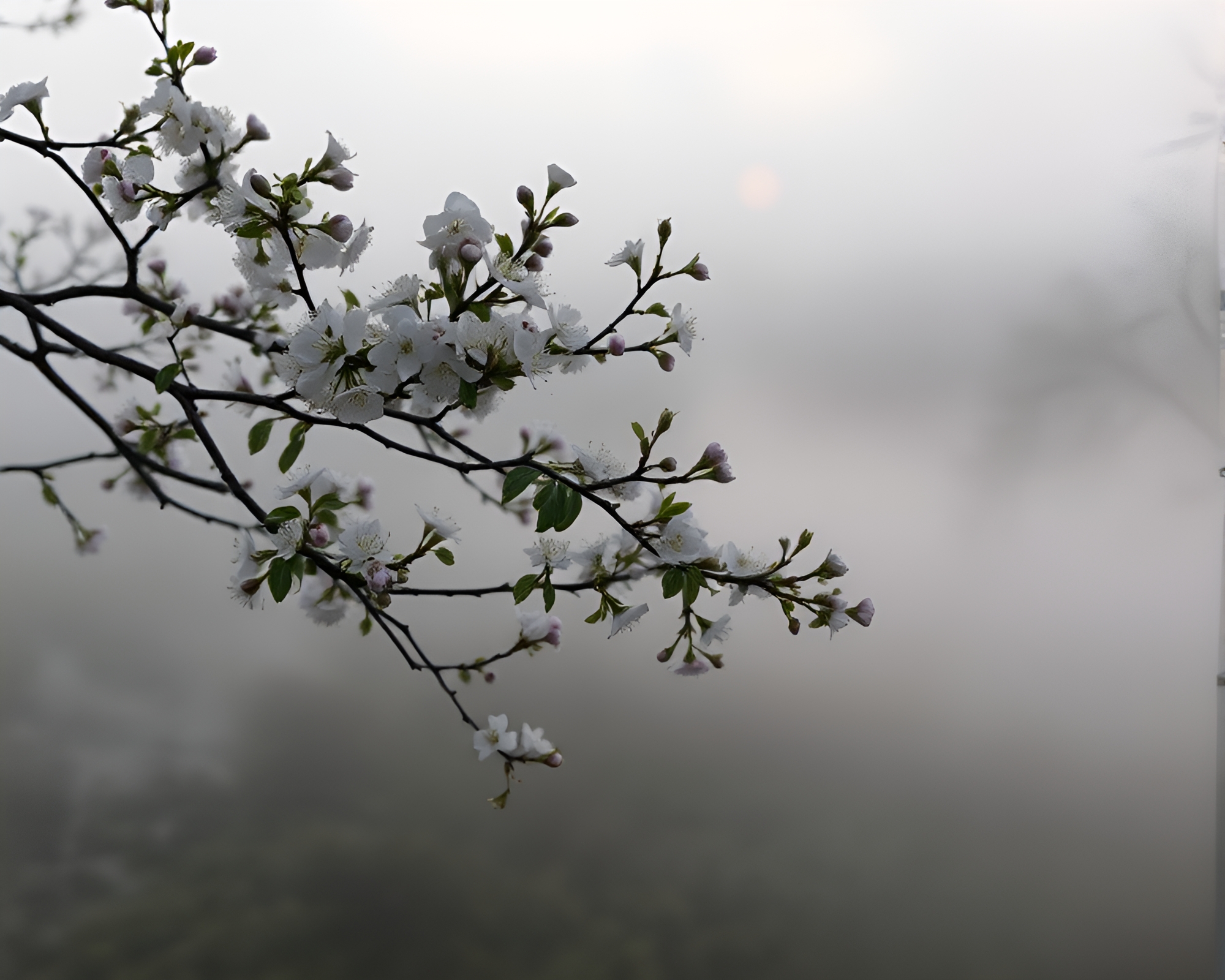 Misty Sakura Grove at Dawn – free AI stock image