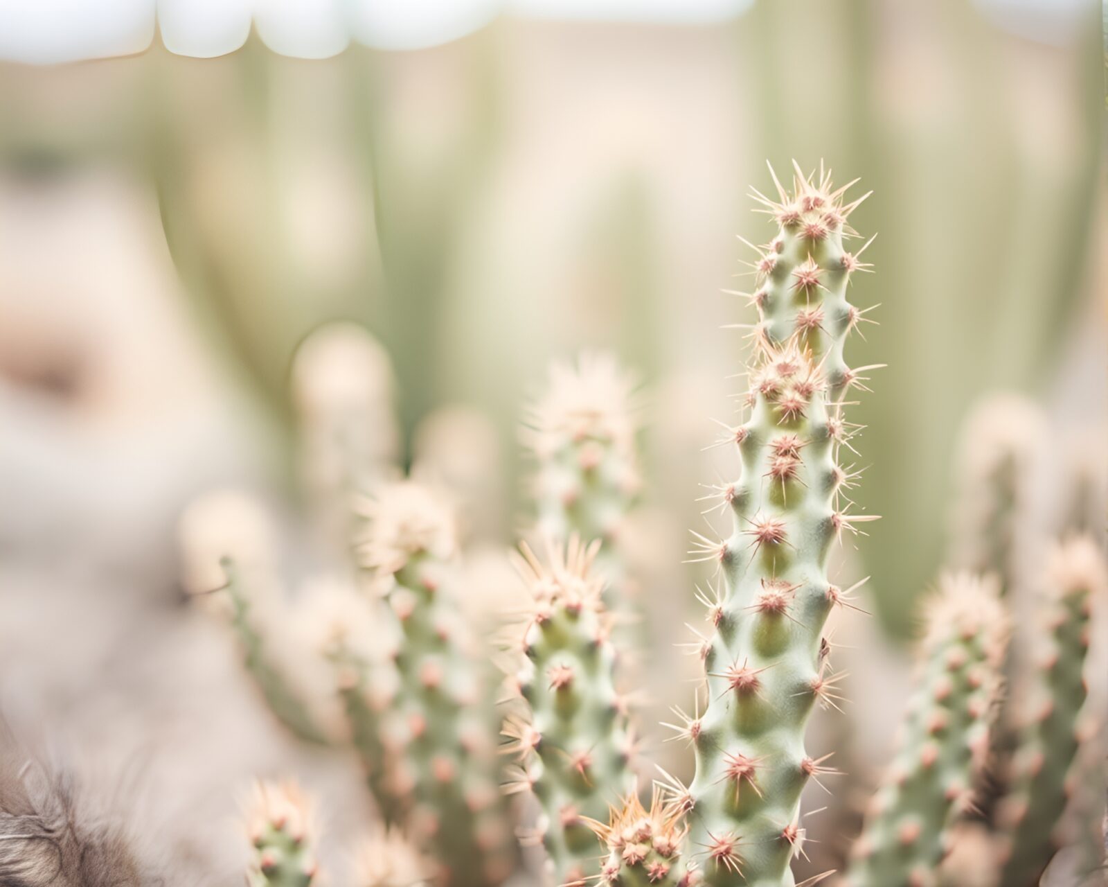 Selective focus on delicate cactus in soft pastel desert