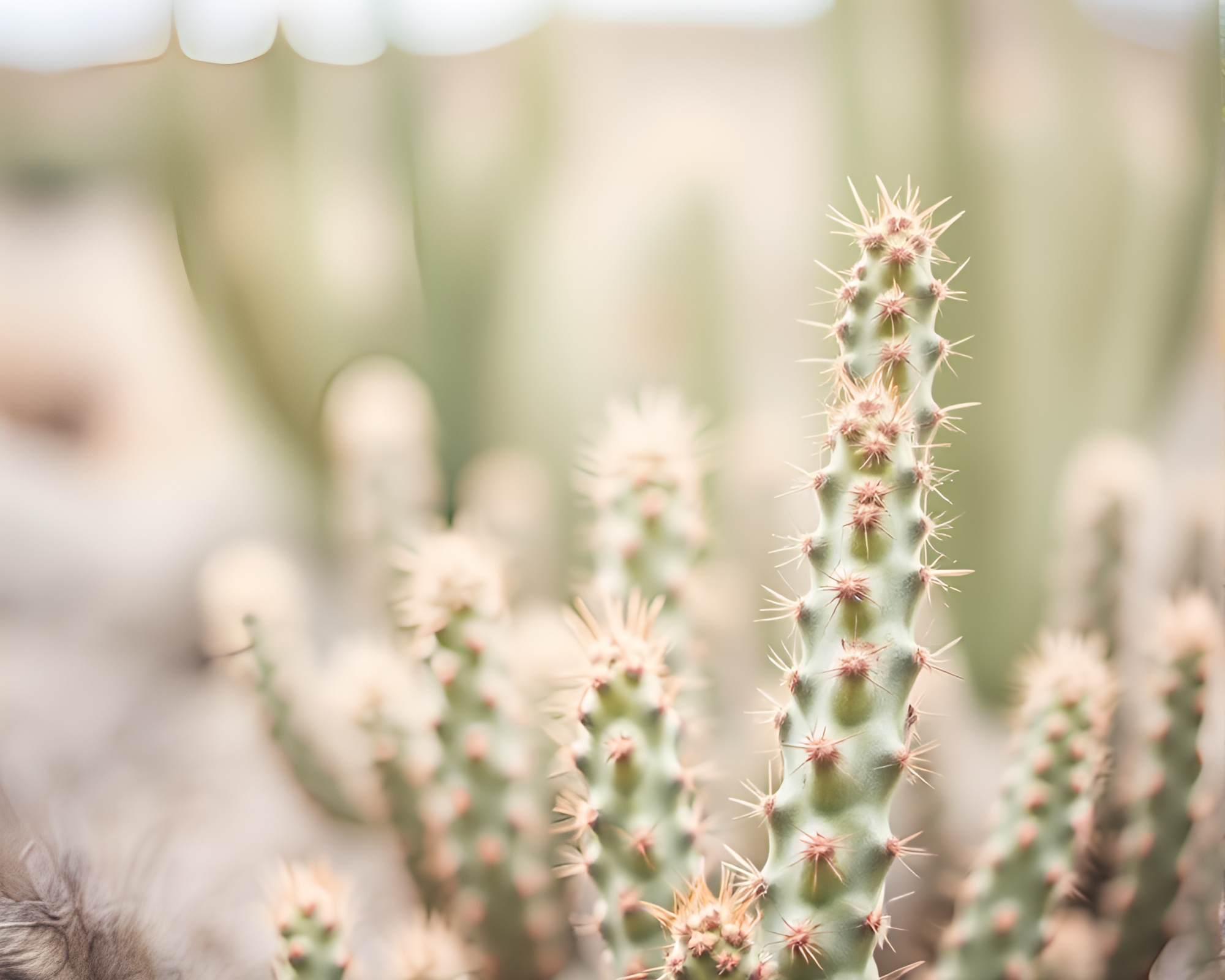 Desert Cactus Garden in Muted Pastels with Ink Wash Style – free AI stock image