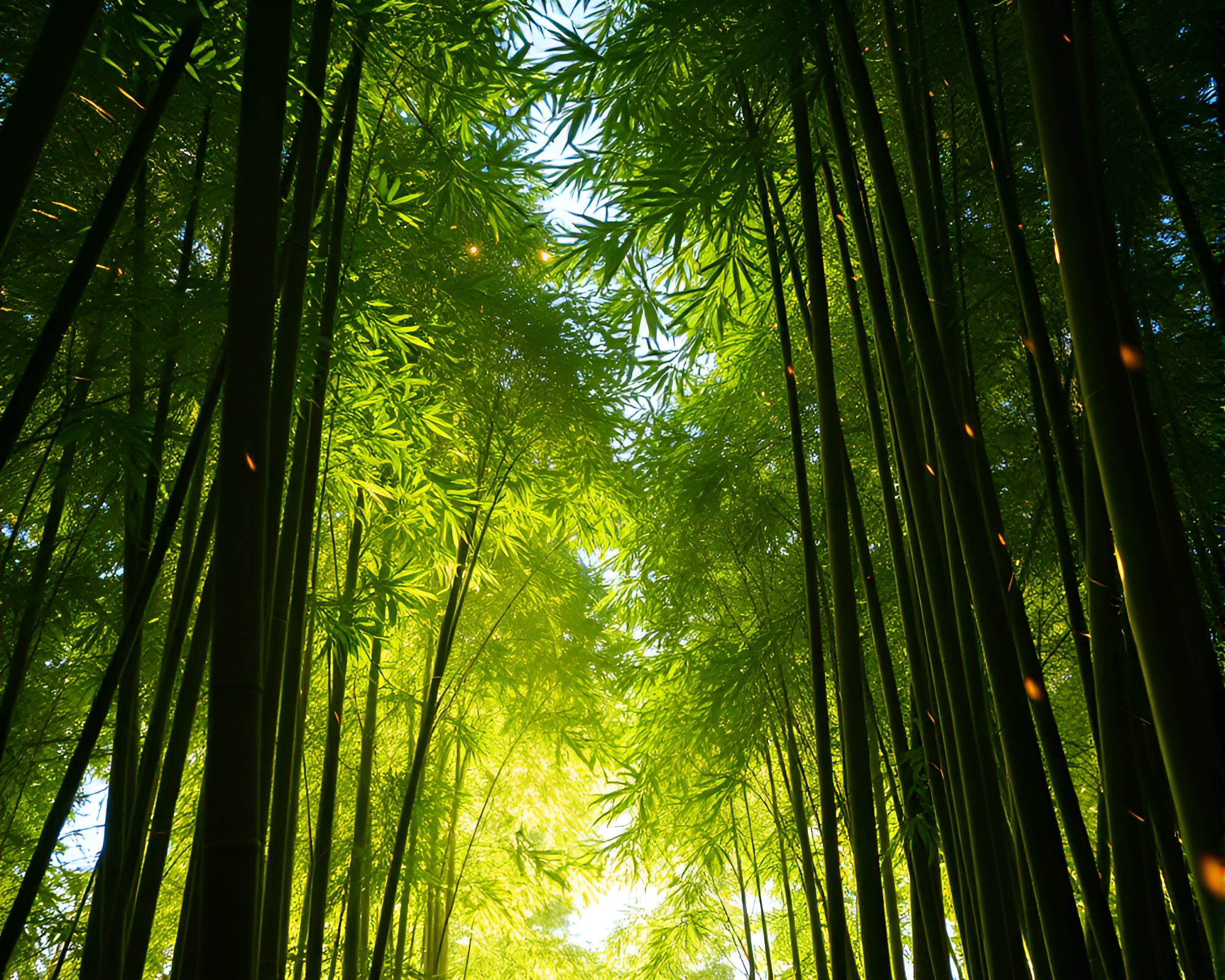 Bamboo Grove from Above with Light Streaks – free AI stock image