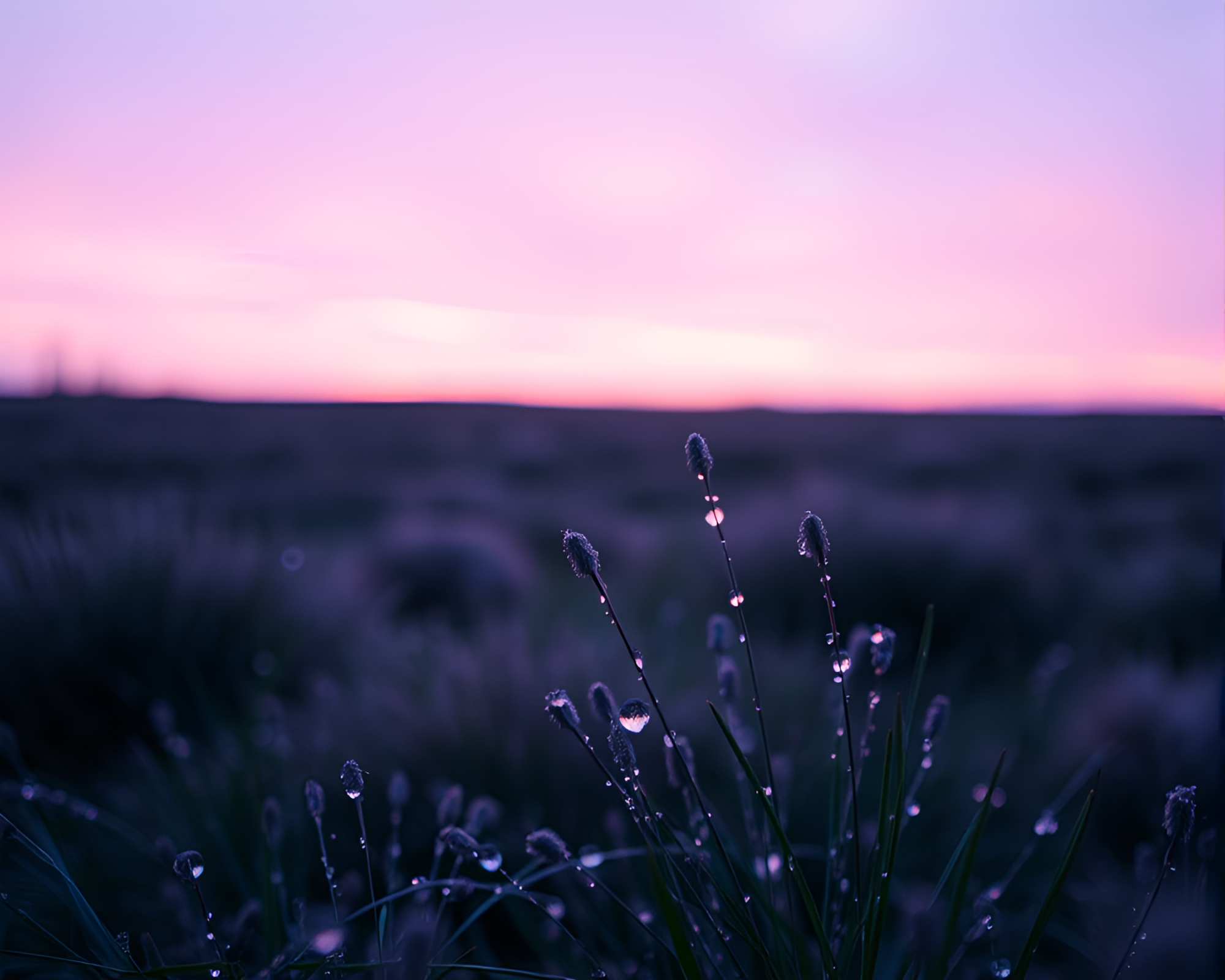 Twilight Dew Drops on Northern Tundra Landscape – free AI stock image