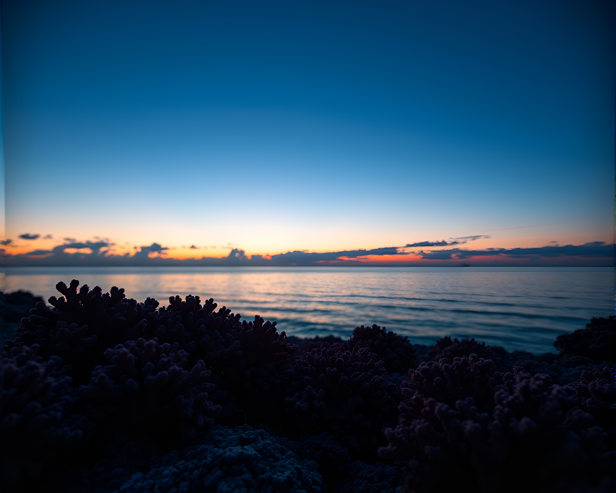 Twilight Coral Reef Wood Grain Vignette – free AI stock image