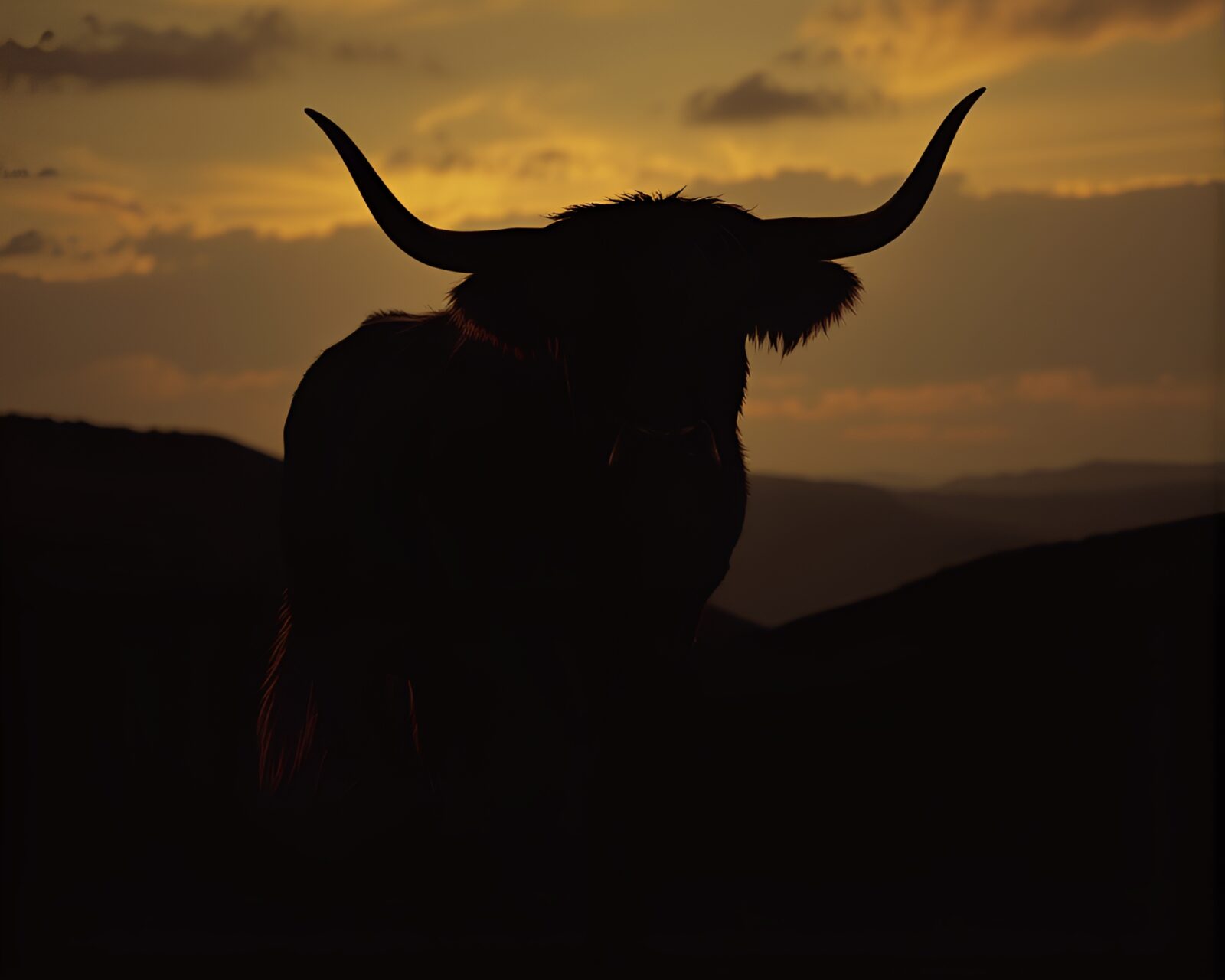 Highland cow in dramatic silhouette with comic book drawing