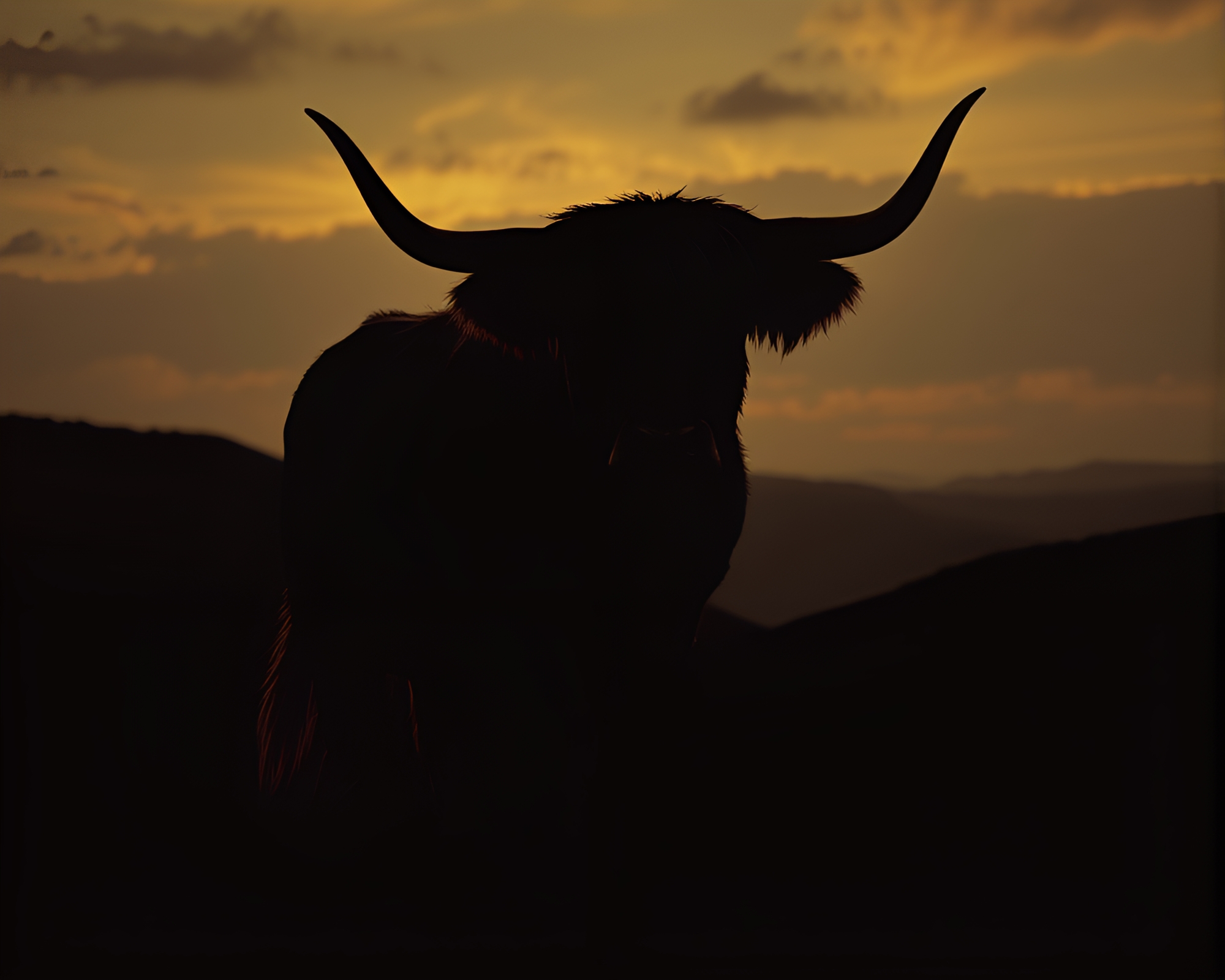 Highland Cow Silhouette in Comic Book Style – free AI stock image