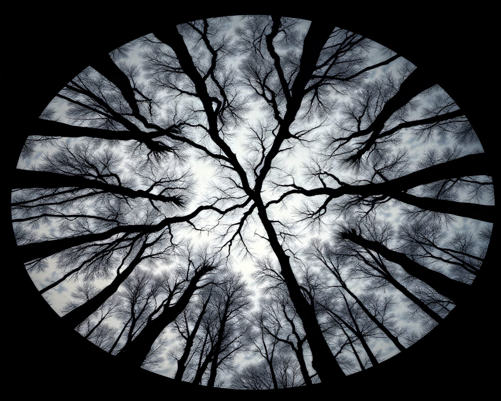 Flat design image of telescope surrounded by tree ring shadows