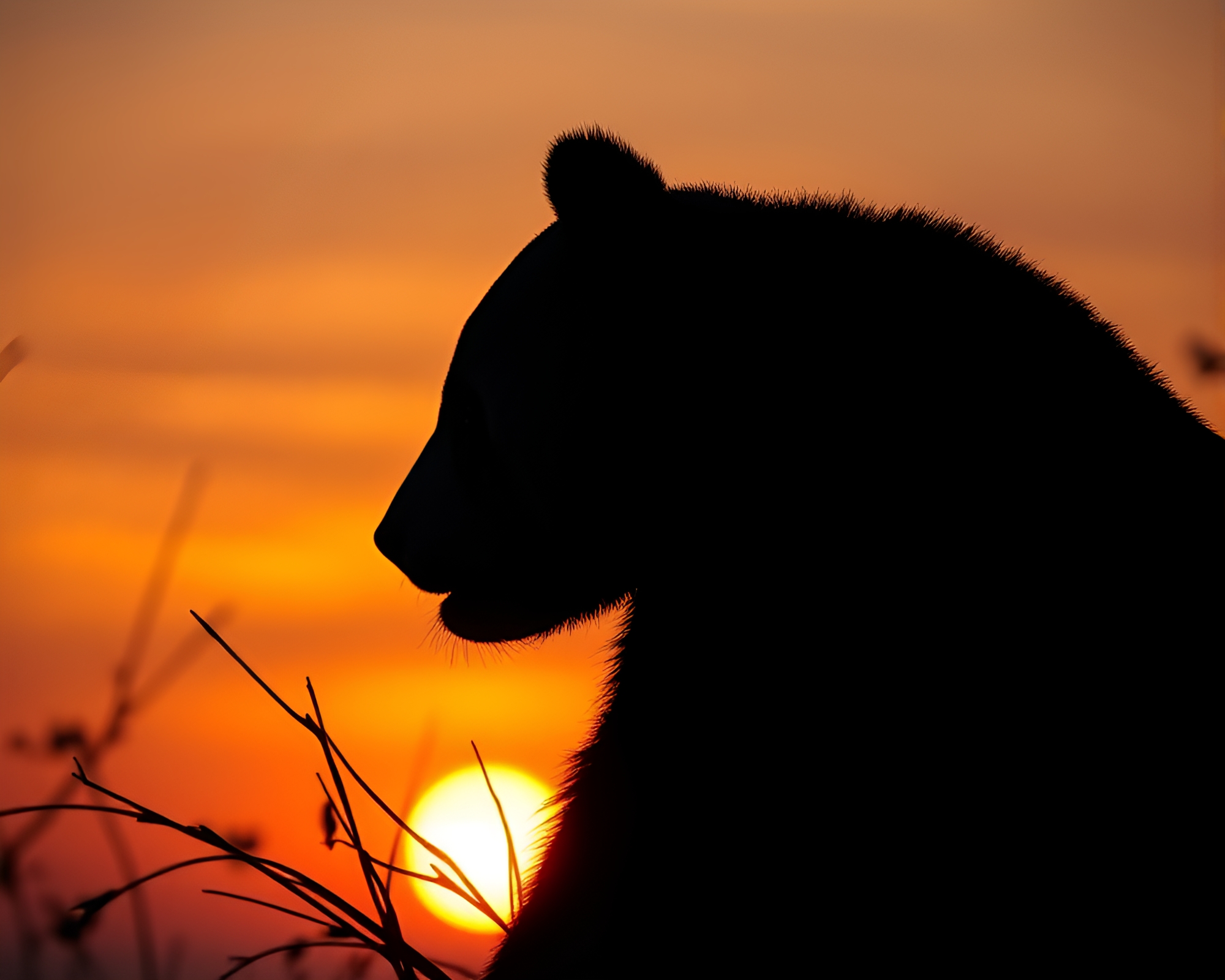 Panda Silhouette Against Warm Sunset Sky – free AI stock image