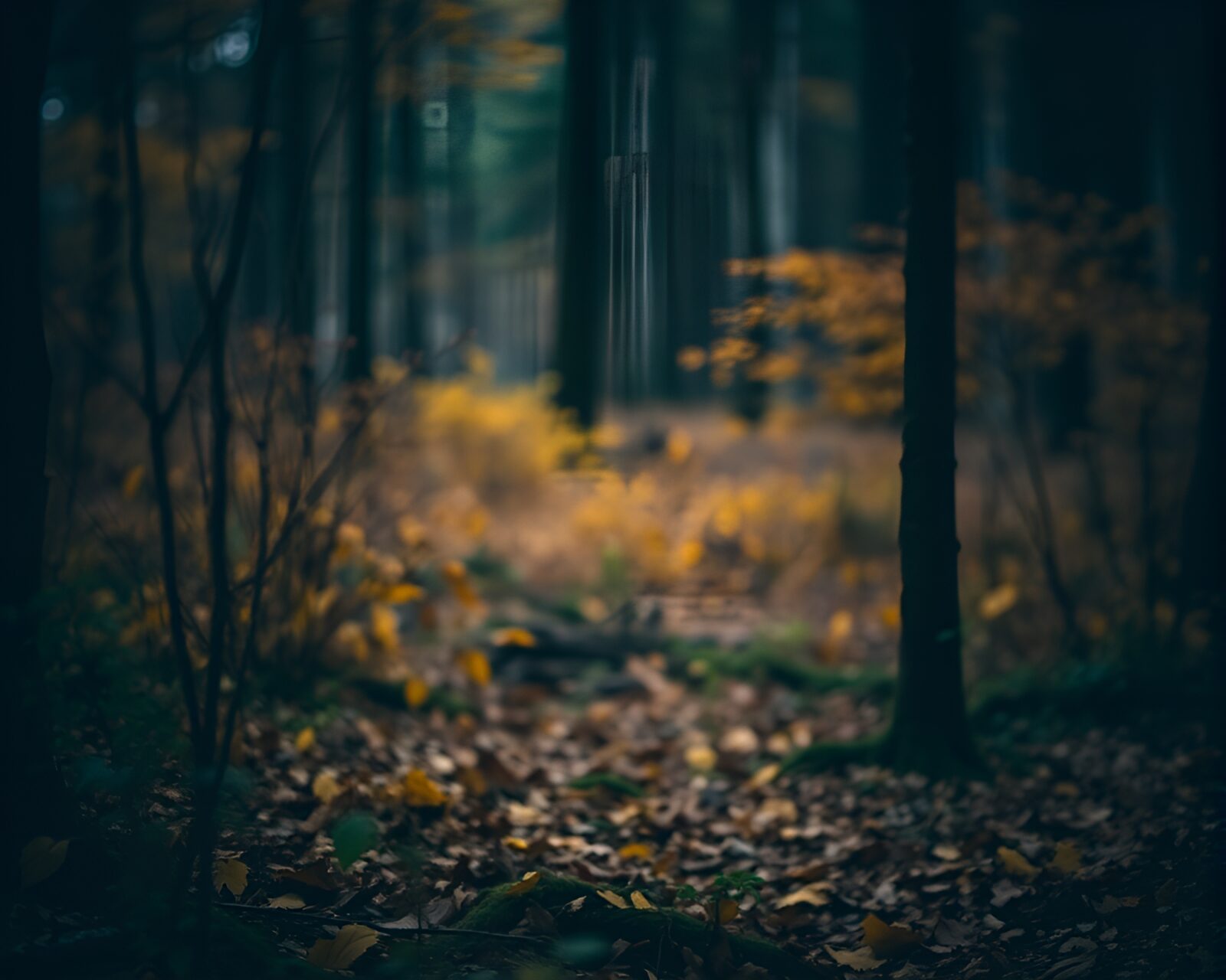 Grainy texture image of underexposed forest during autumn close-up