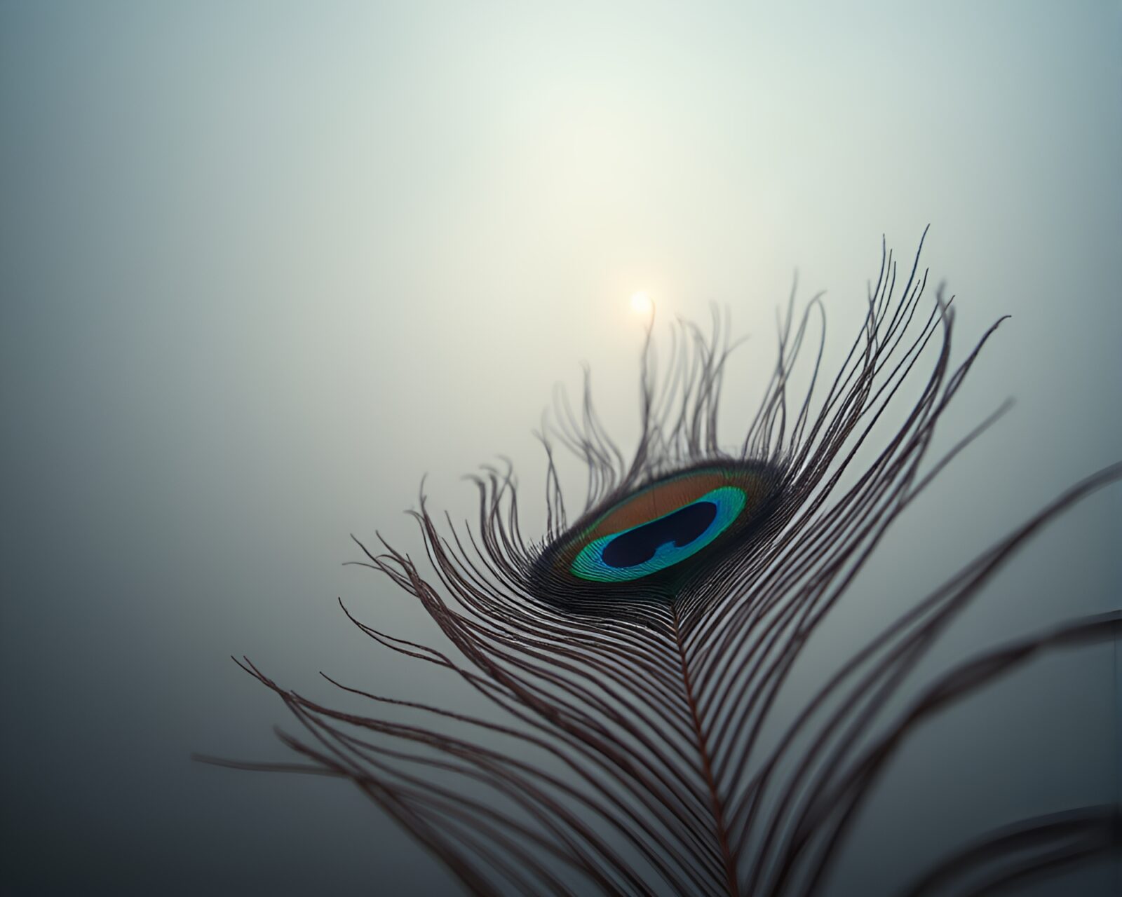 Vibrant peacock feather in mystical, dark wooded fog