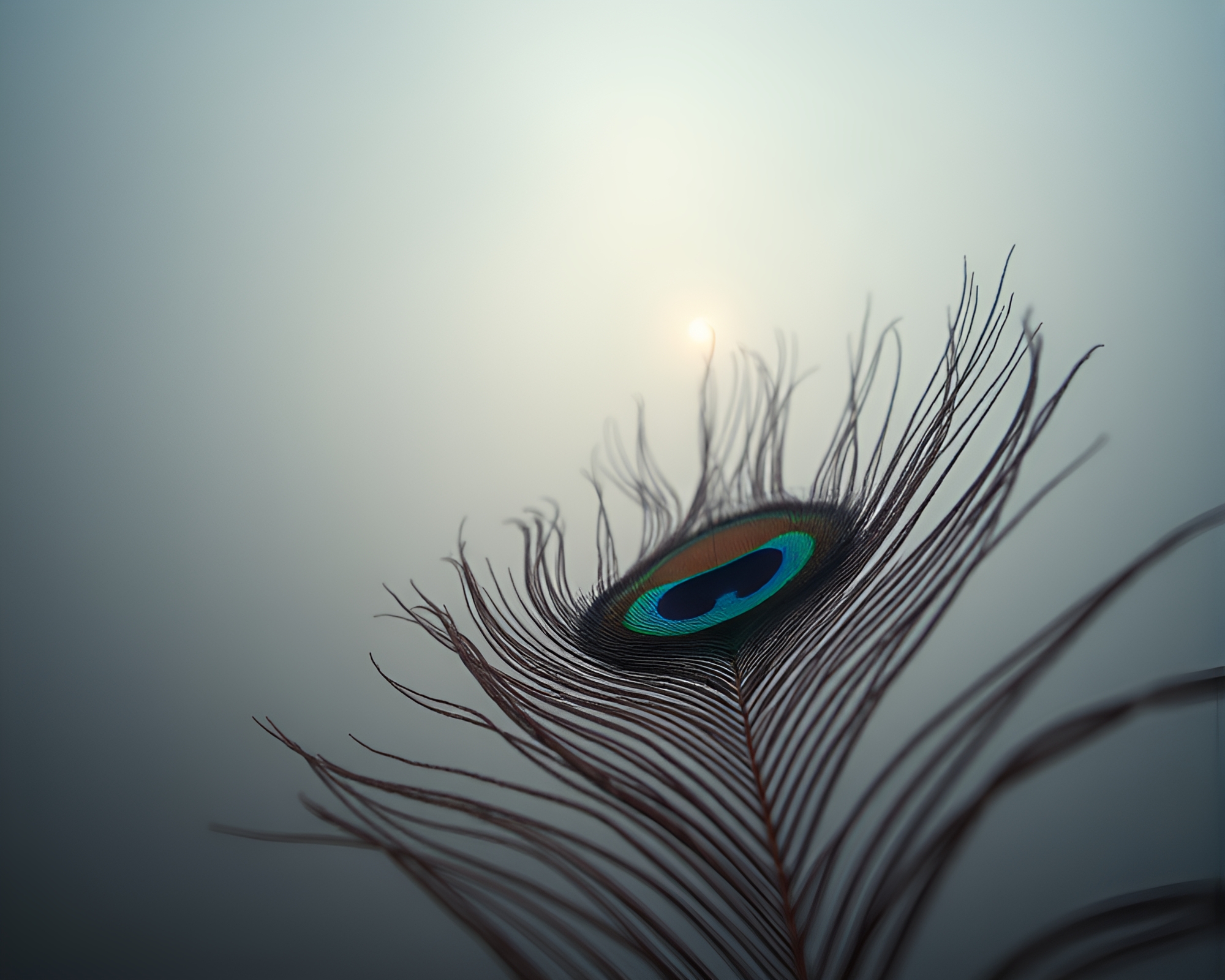 Ethereal Peacock Feather in Tenebrism Foggy Forest – free AI stock image