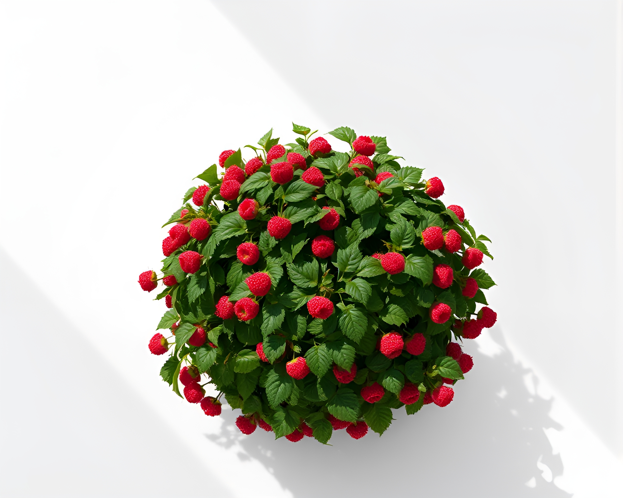 Raspberry Bush in Attic’s Shadows – free AI stock image