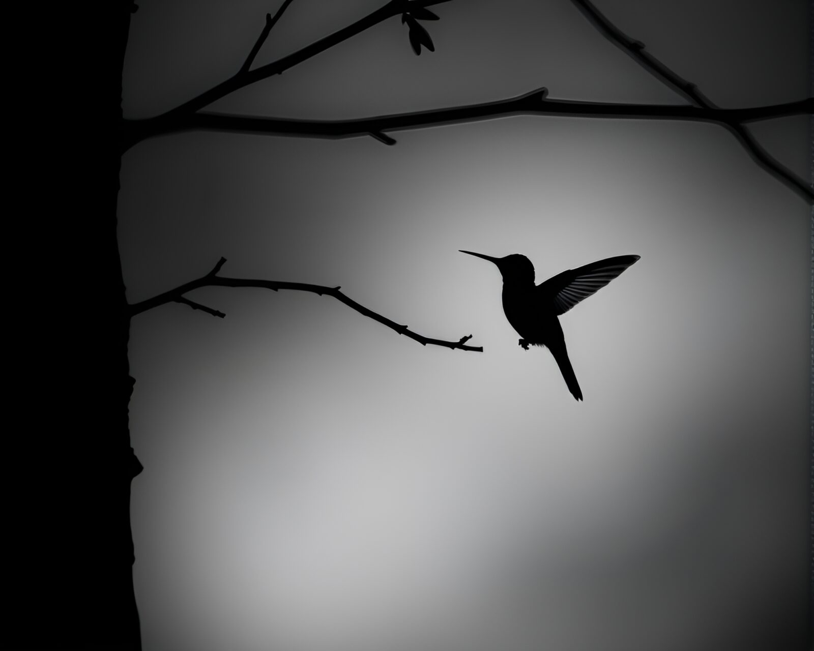 Shadowed silhouette of a hummingbird in reflective waters