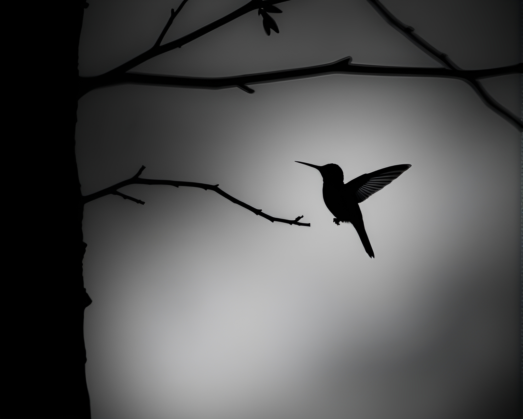 Ethereal Hummingbird Reflection in Noir Light – free AI stock image