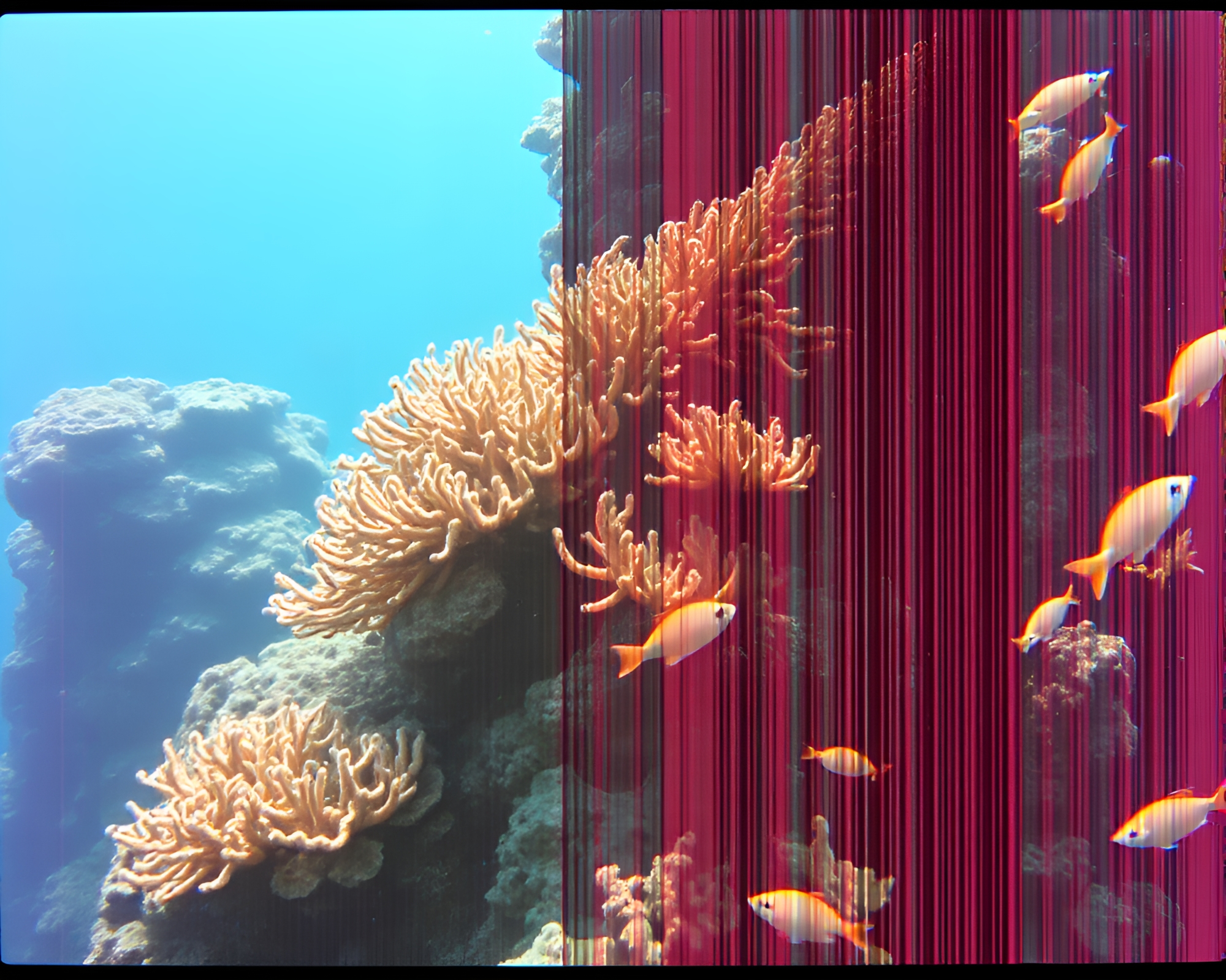 Barcode Coral Reef in Duochrome Beauty – free AI stock image