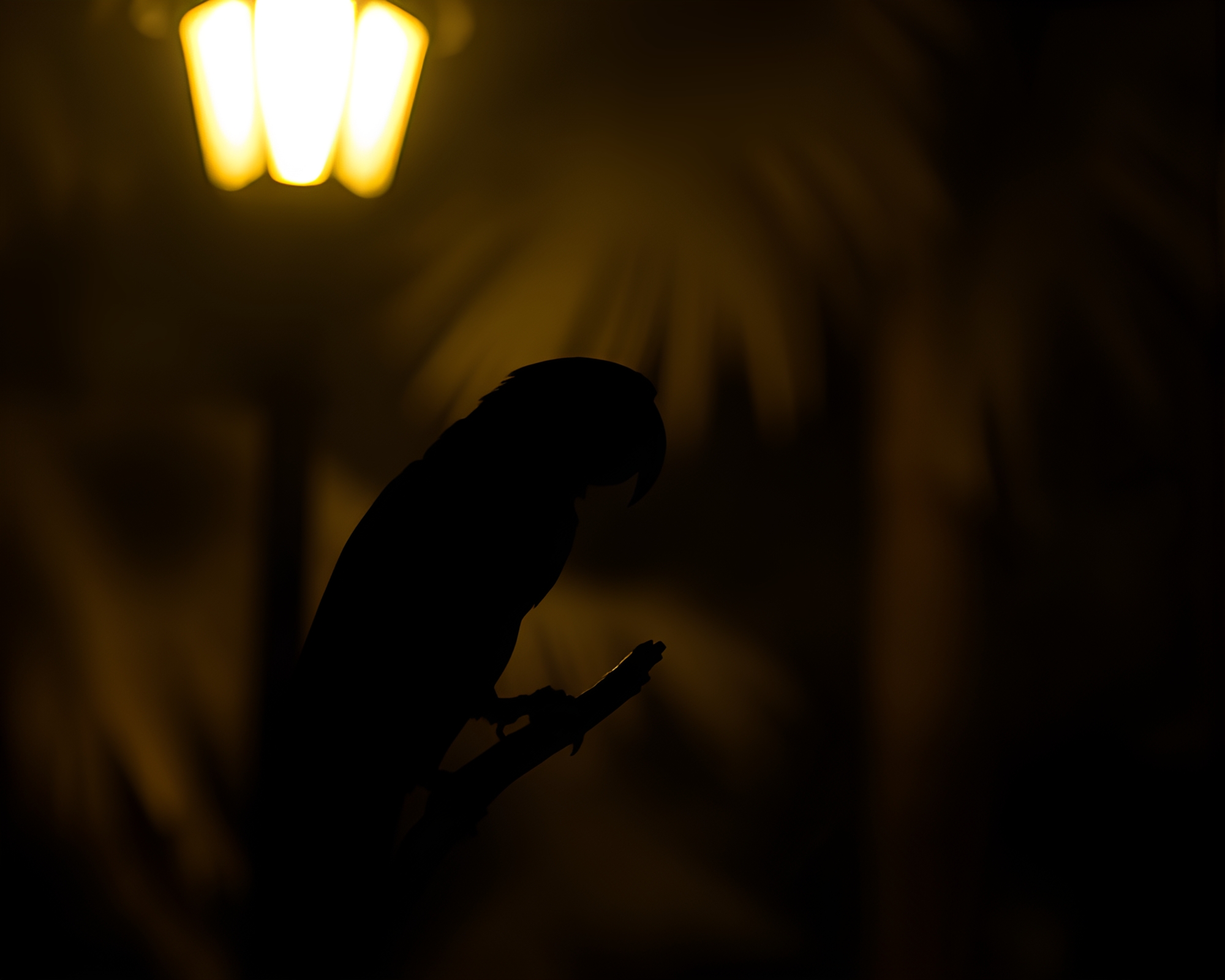 Tropical Parrot in Streetlamp Shadow Silhouette – free AI stock image