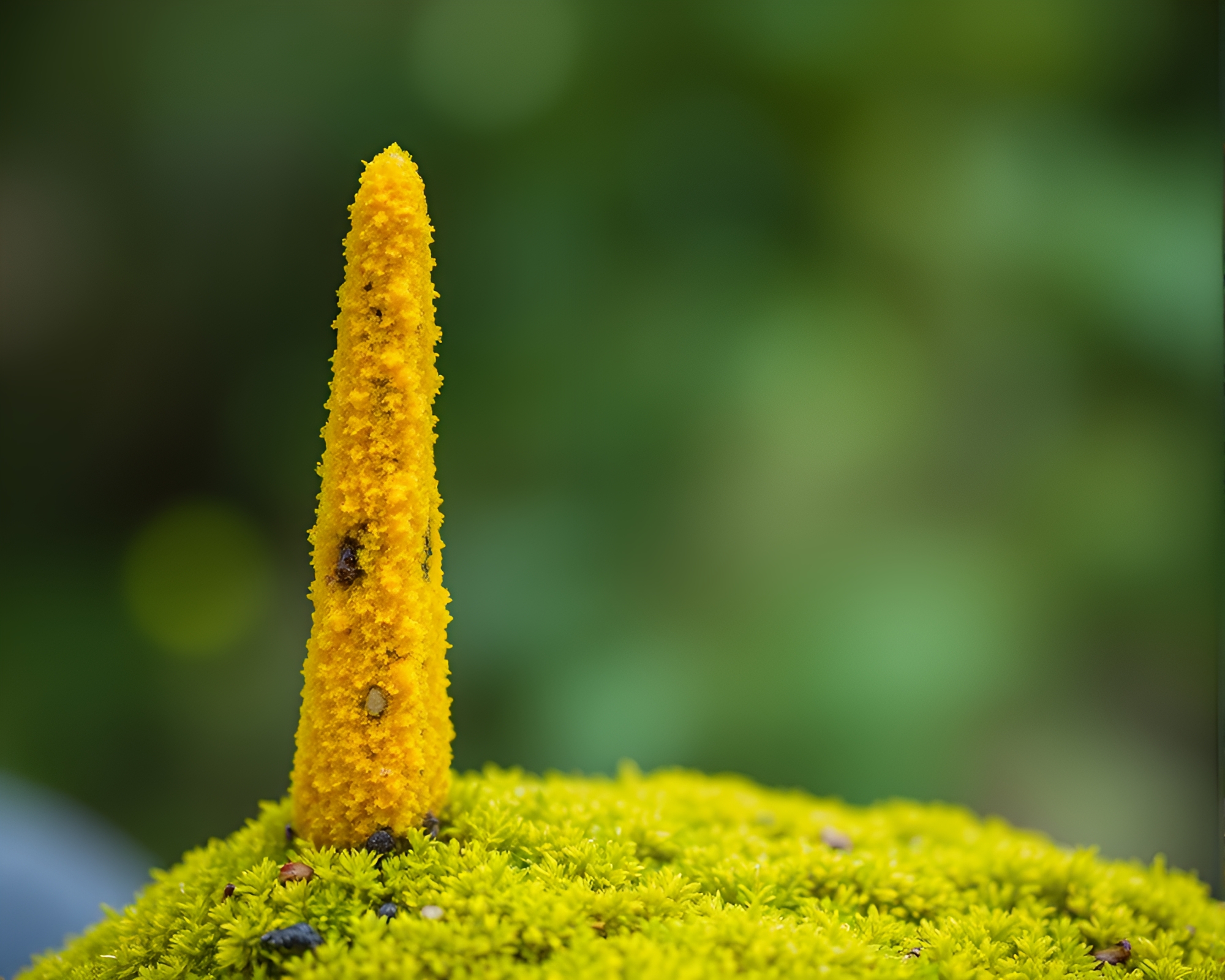 Mossy Obelisk under Mustard Sky Motion Blur – free AI stock image
