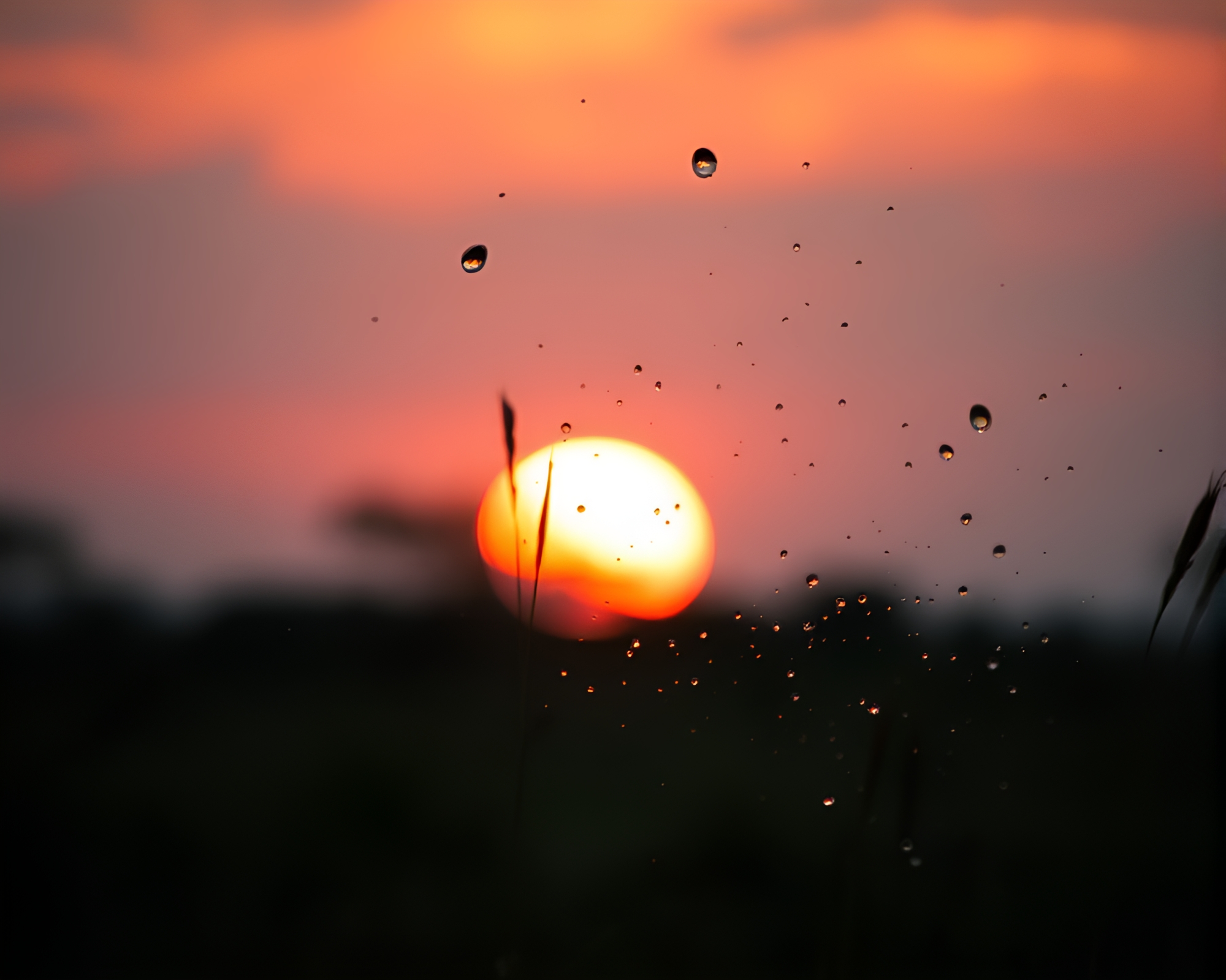 Savanna Sunset Macro Detail Color Splash Landscape – free AI stock image