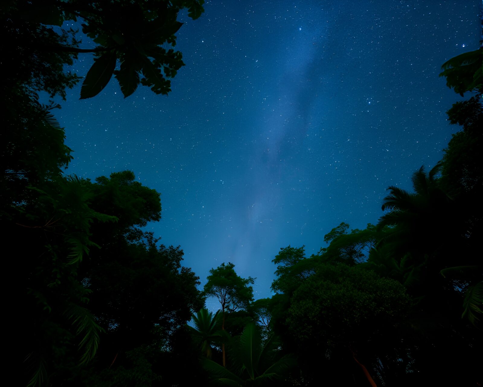 Dazzling etched depiction of rainforest under a starry sky