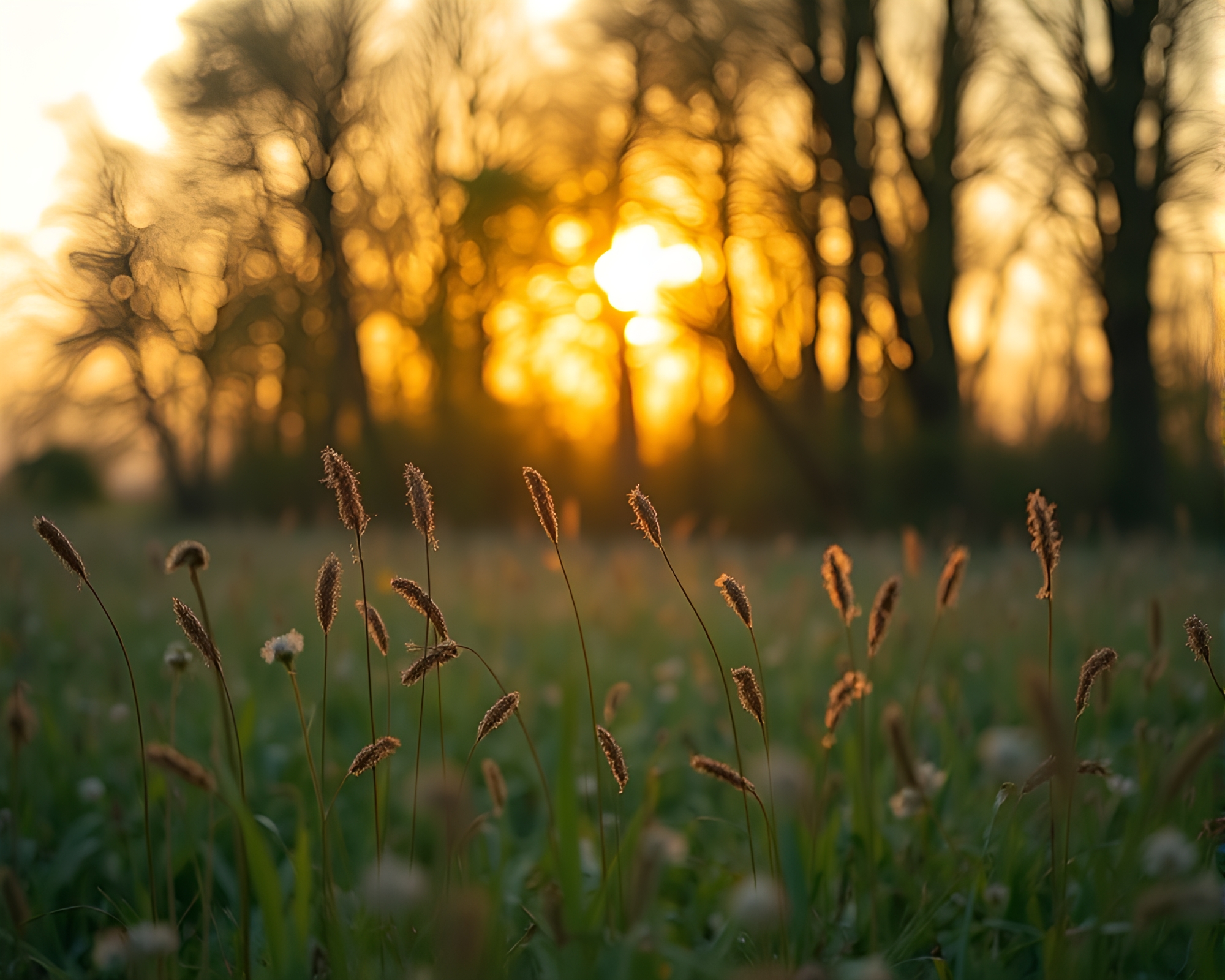 Time Dilation Field: Morning Golden Light Portrait – free AI stock image