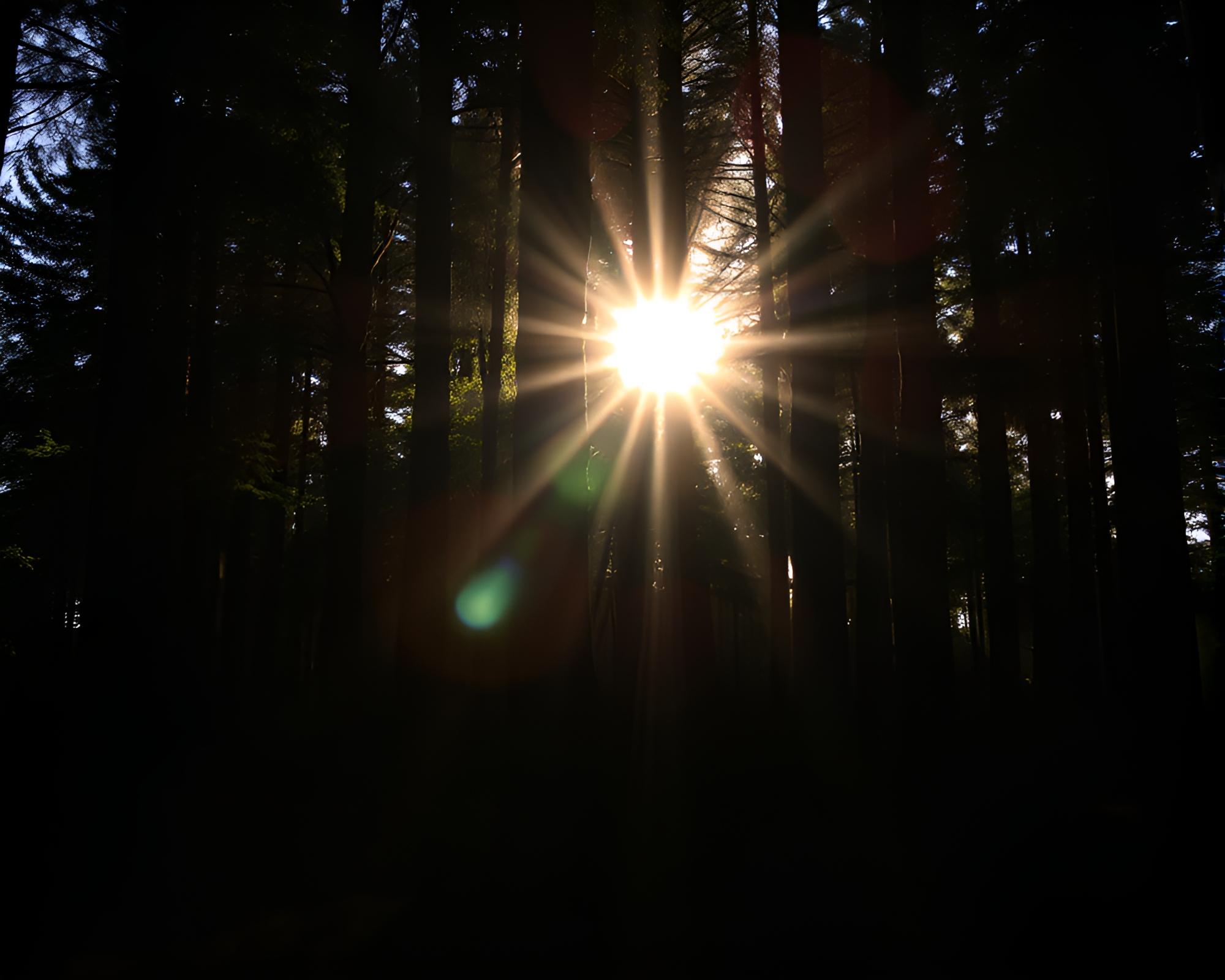 Enchanted Forest Lens Flare Illumination – free AI stock image