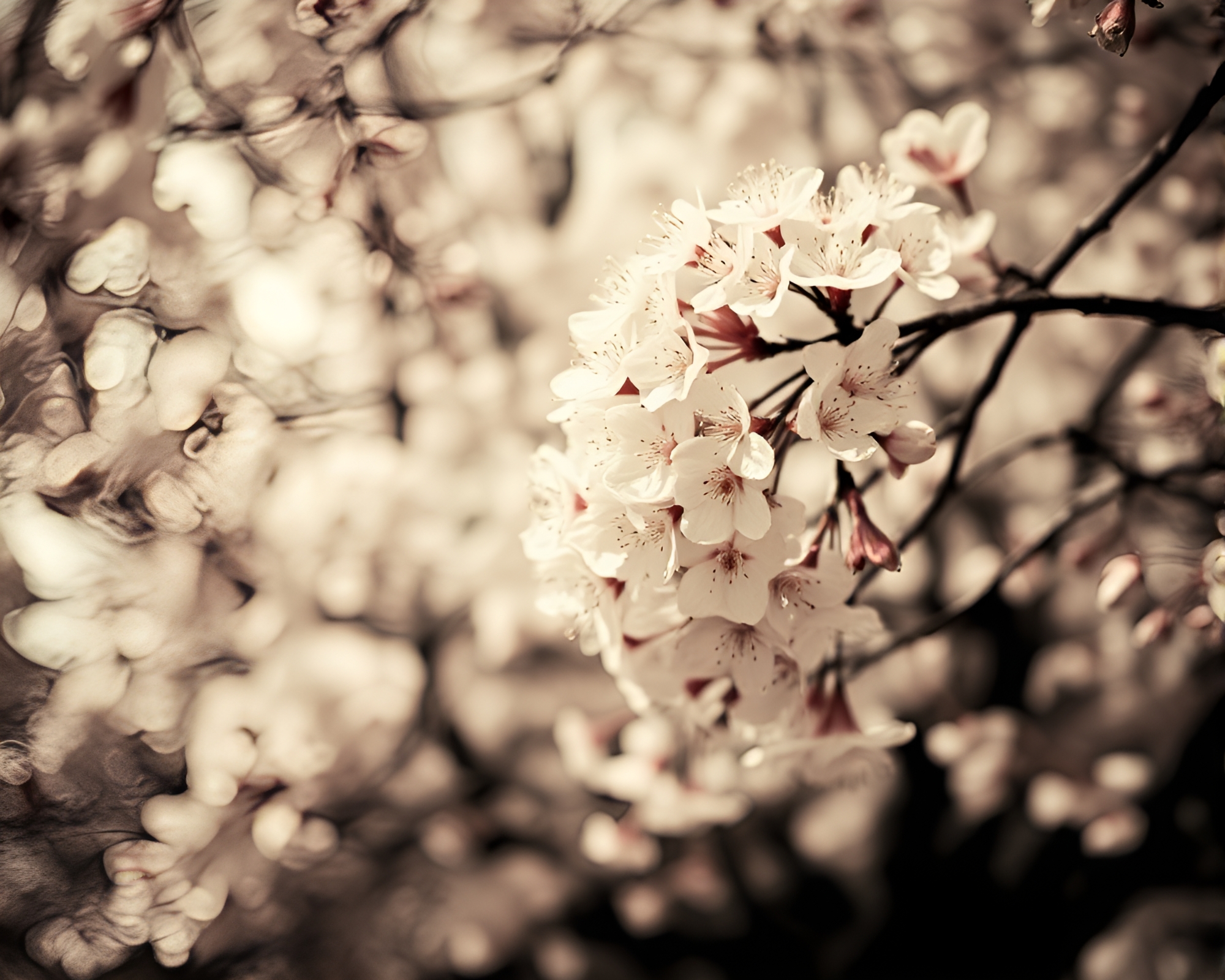 Cherry Blossom Tree in Sepia Duotone – free AI stock image