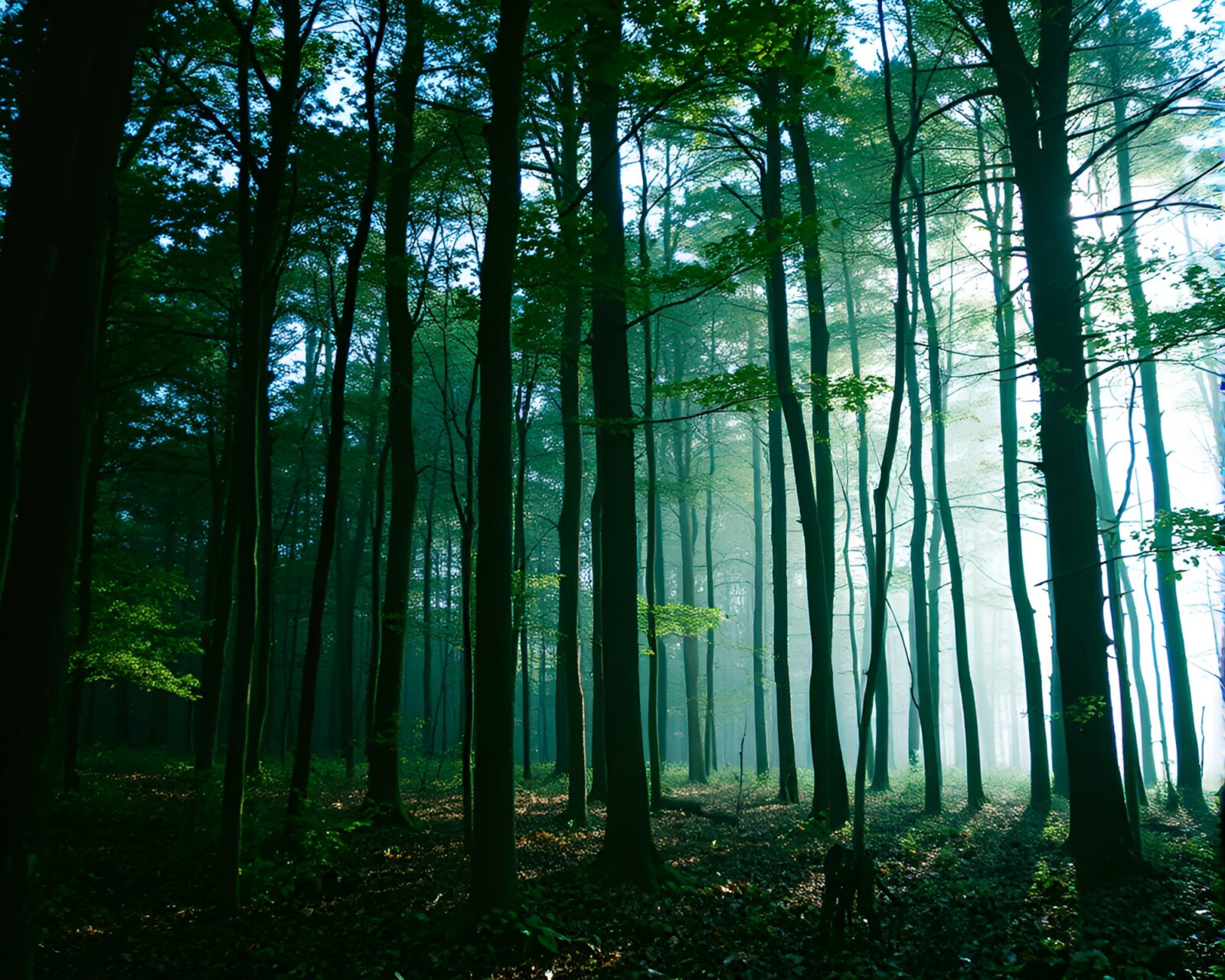Bright forest scene superimposed on a woman's silhouette