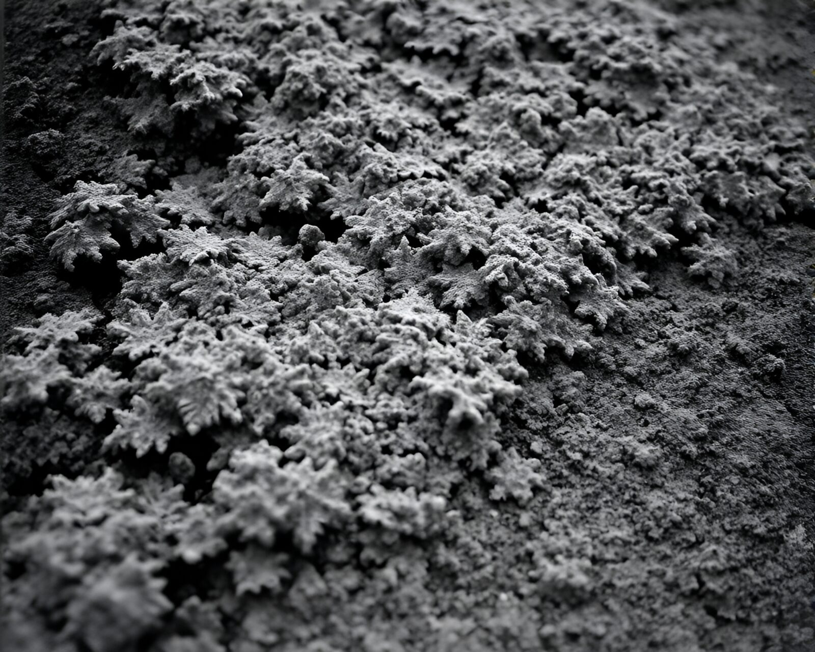 Film grain image of dolphin surrounded by lichen textures