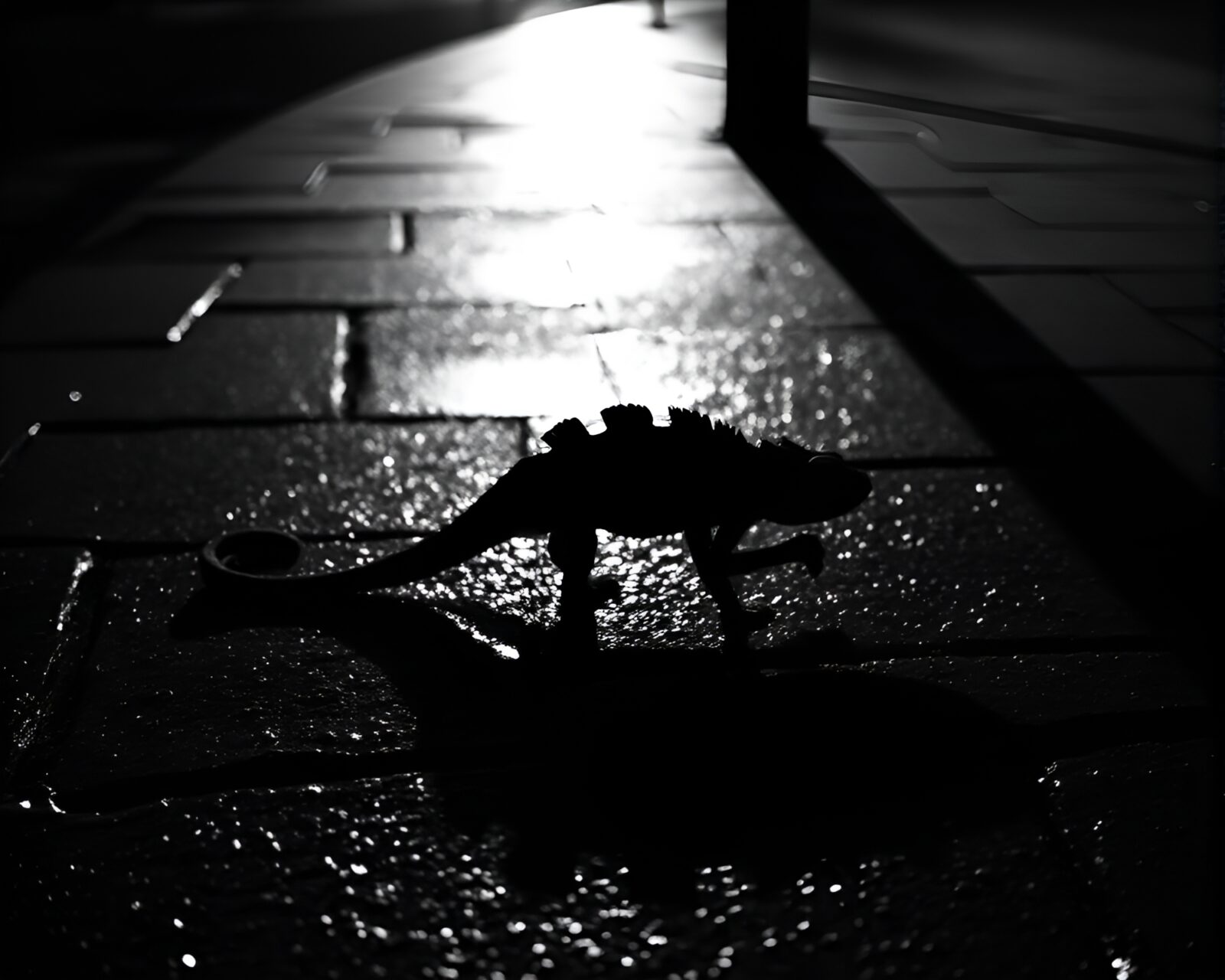 A chameleon blending into dark, shadowy wet pavement