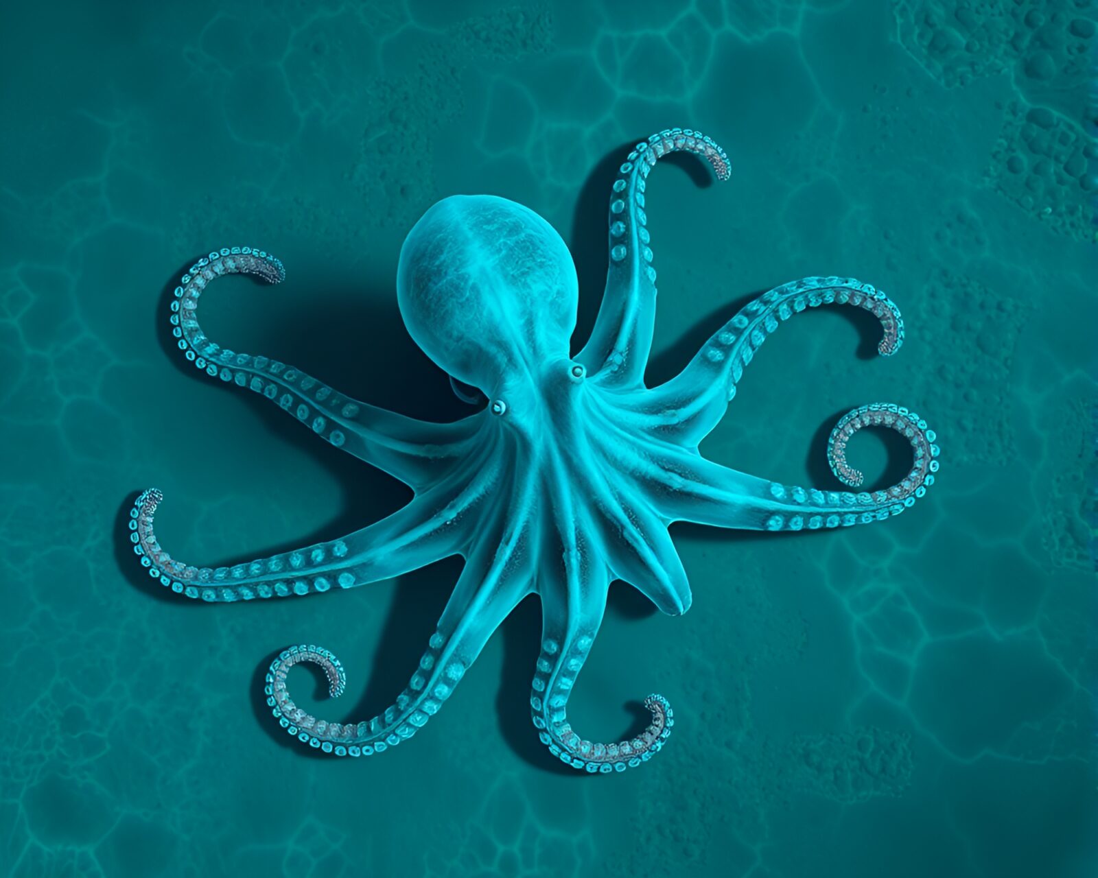A surreal bird's eye view of an octopus in x-ray style under calm turquoise waters.