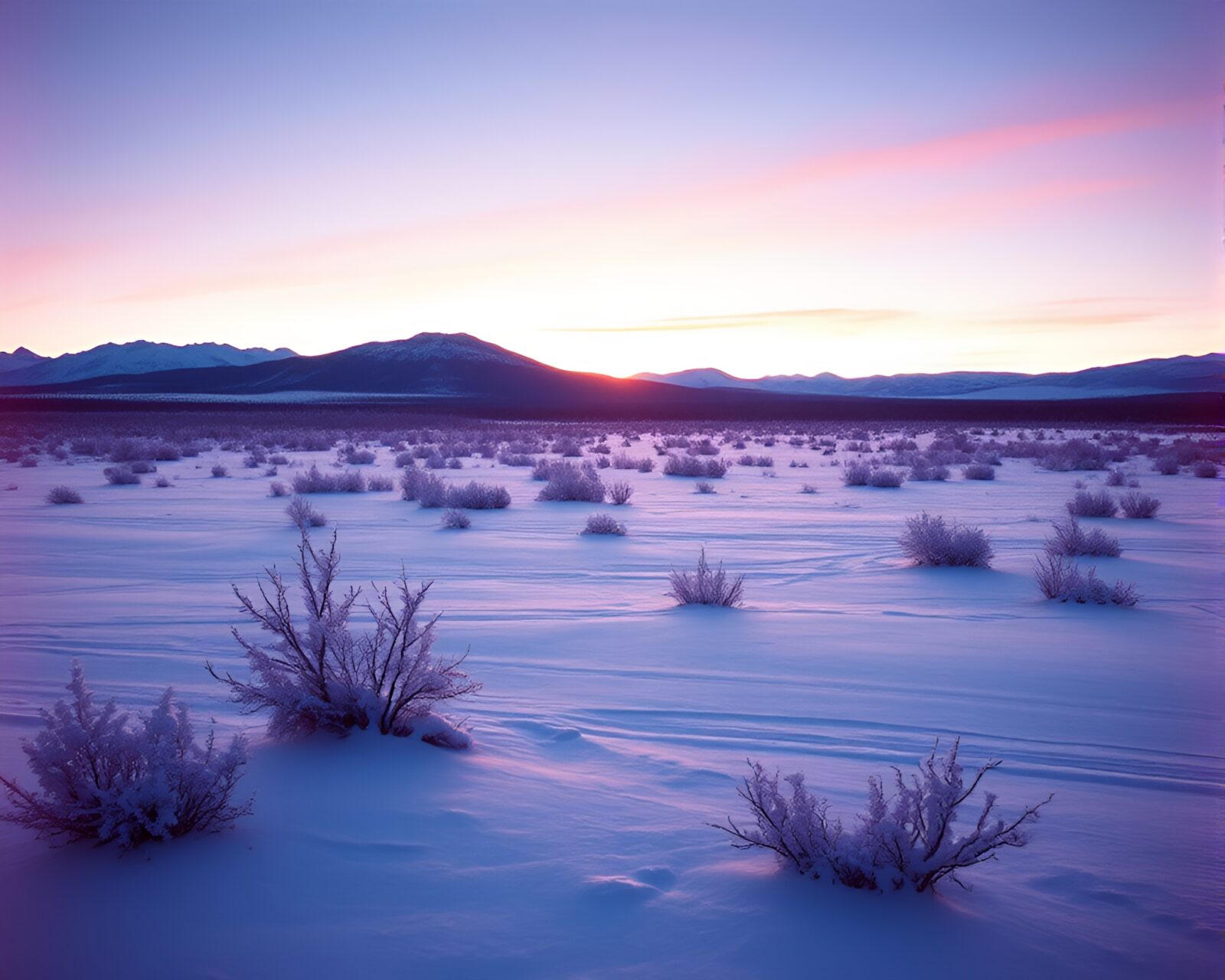 Majestic wolf in icy thermal film burn landscape