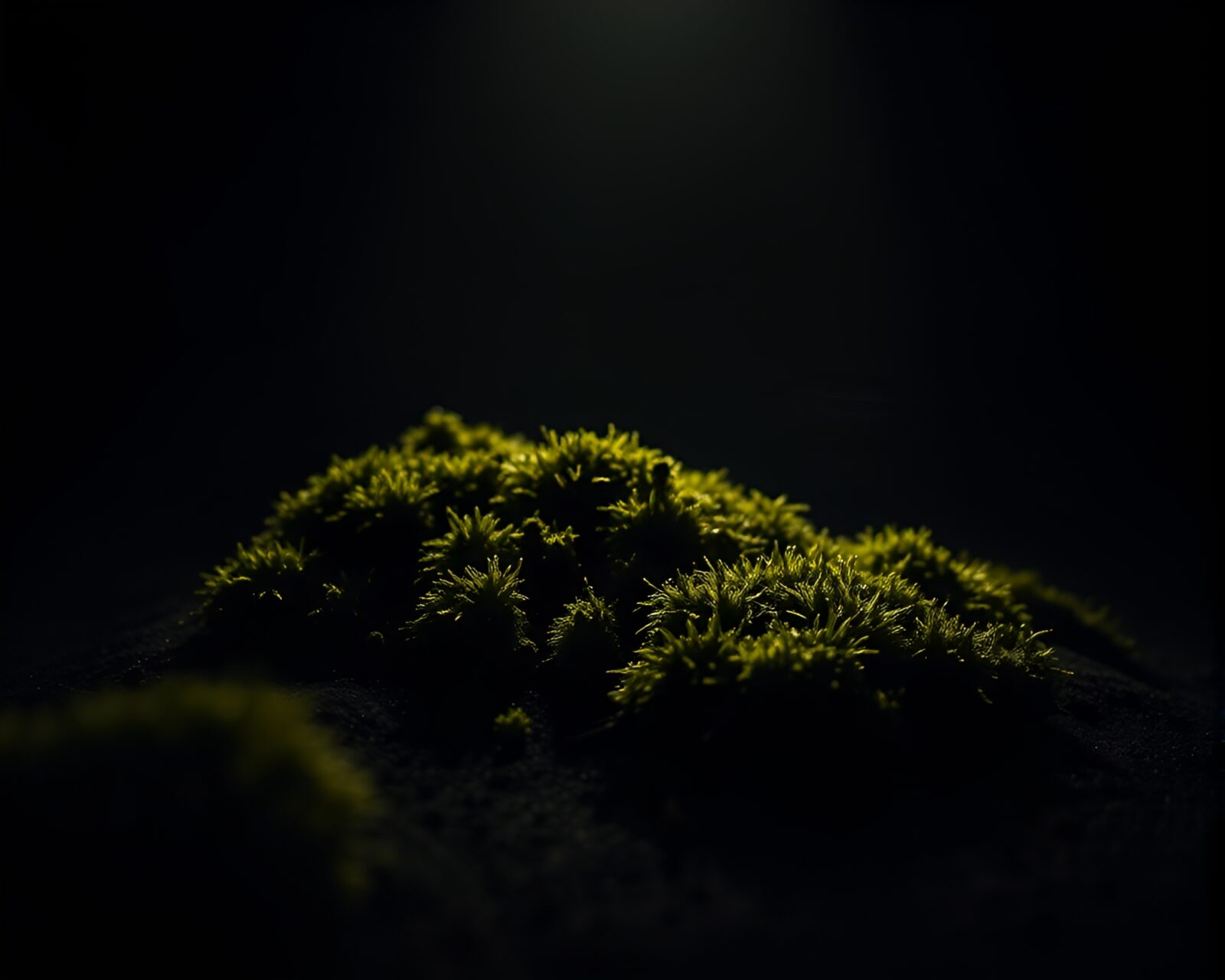 Minimalist oasis in desert with dramatic lighting and moss