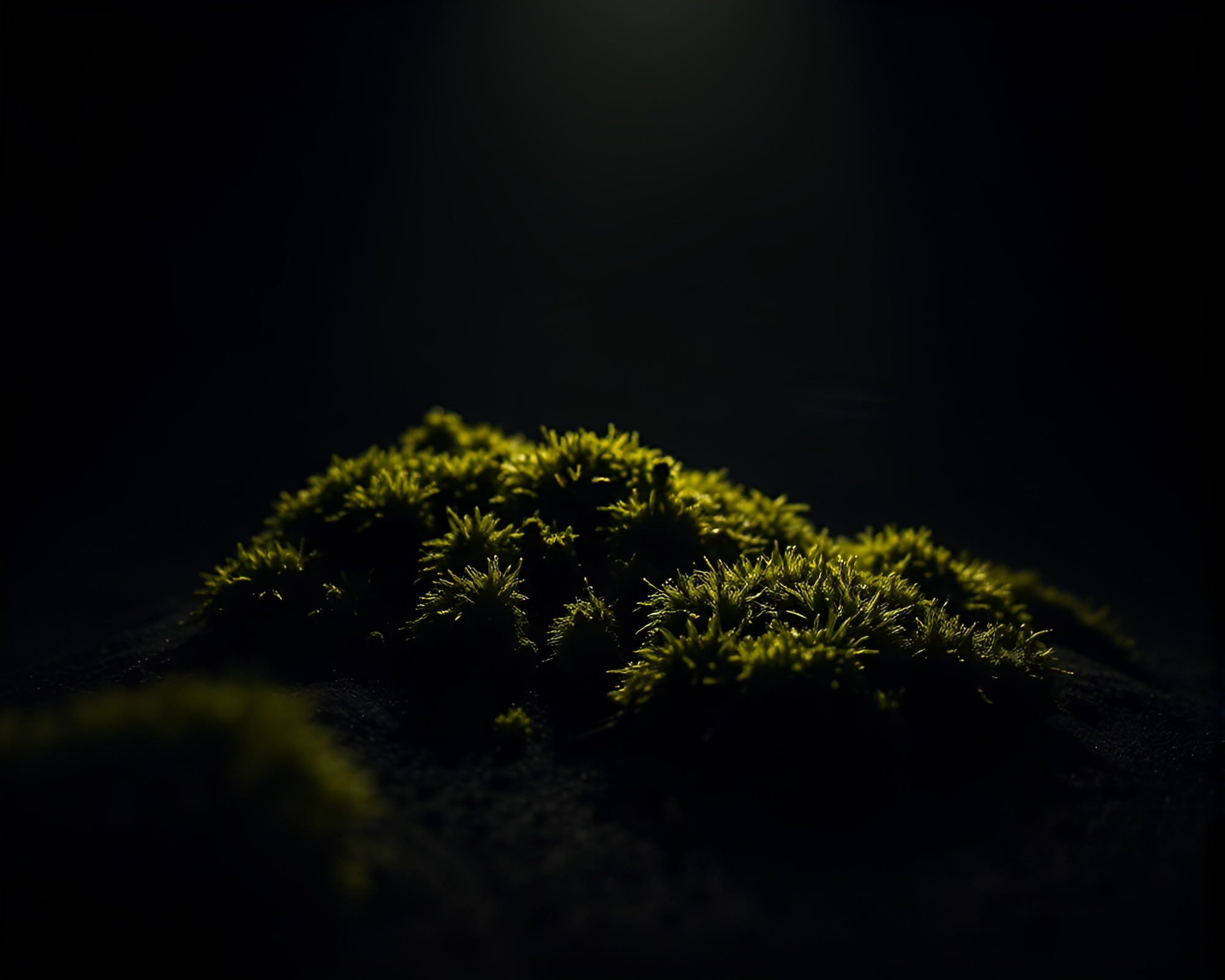 Desert Mirage Oasis Moss Growth Drama – free AI stock image