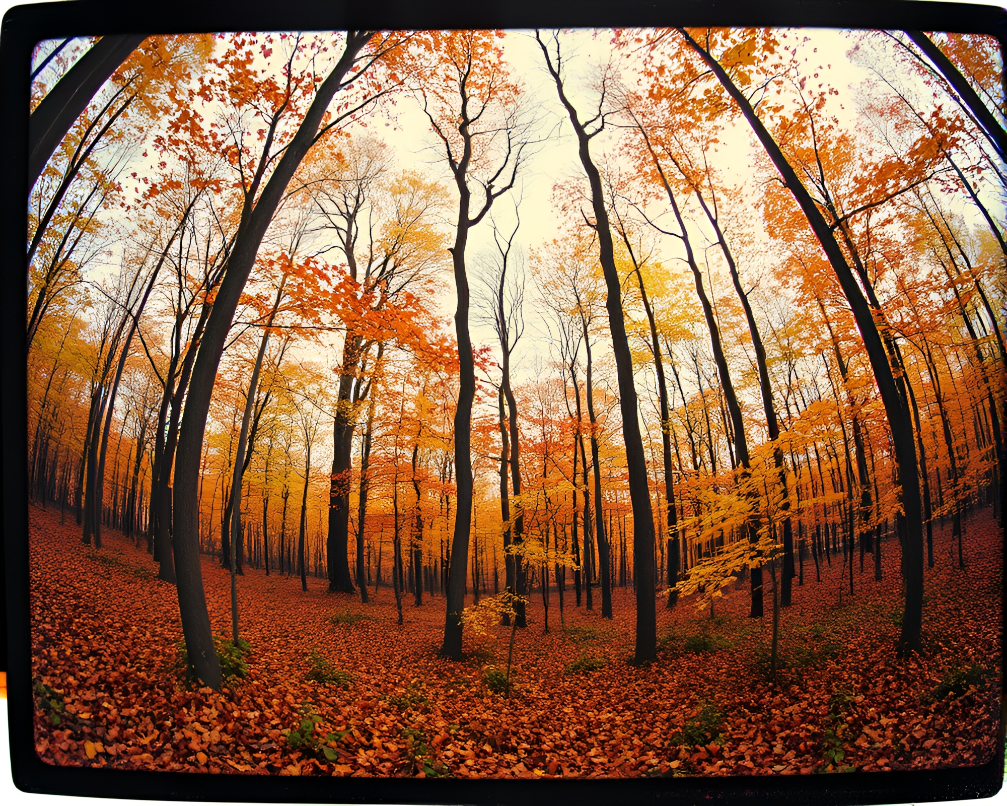 Autumn Fisheye Forest in Vintage Polaroid Drip Paint – free AI stock image
