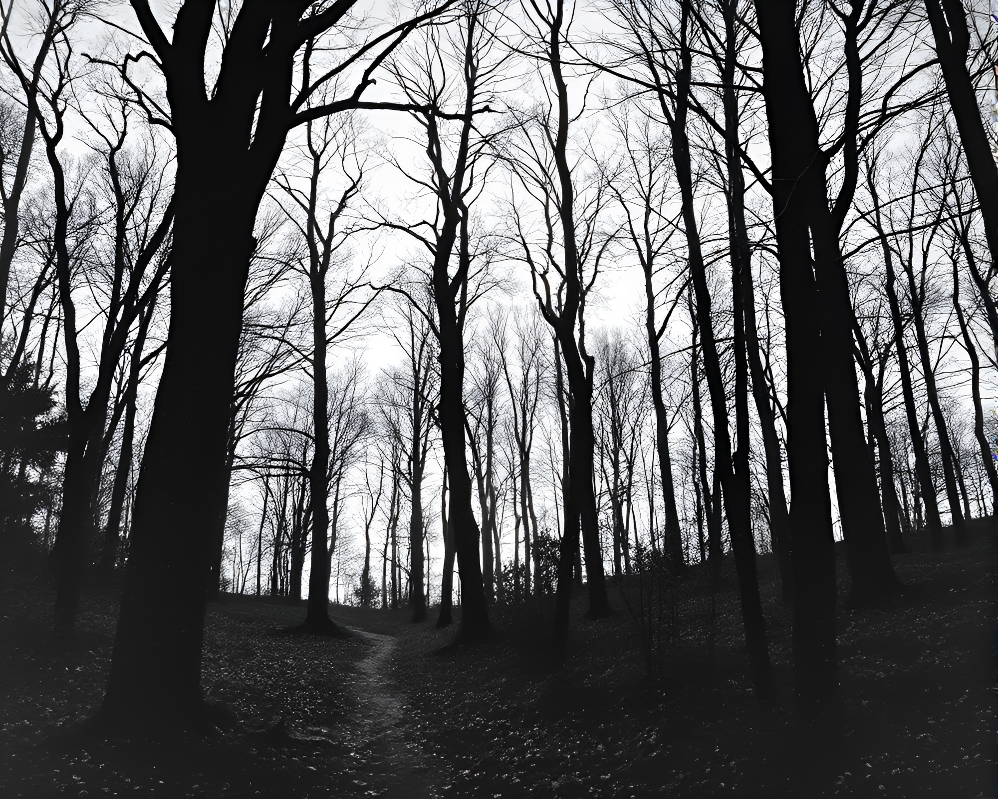 Autumn Forest Etched in Ivory White Film Noir – free AI stock image