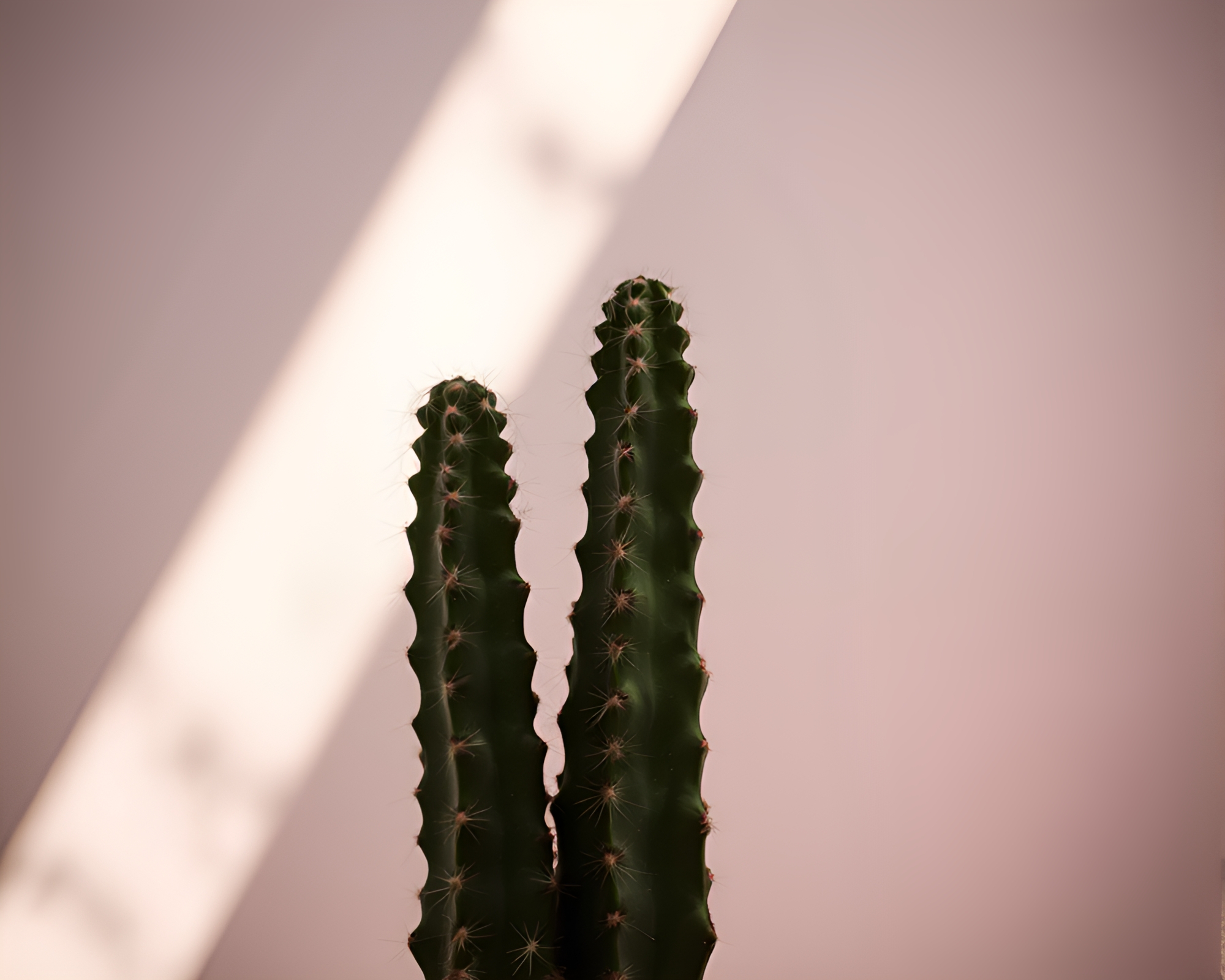 Studio Shot of Ethereal Cactus in Amethyst Motion – free AI stock image