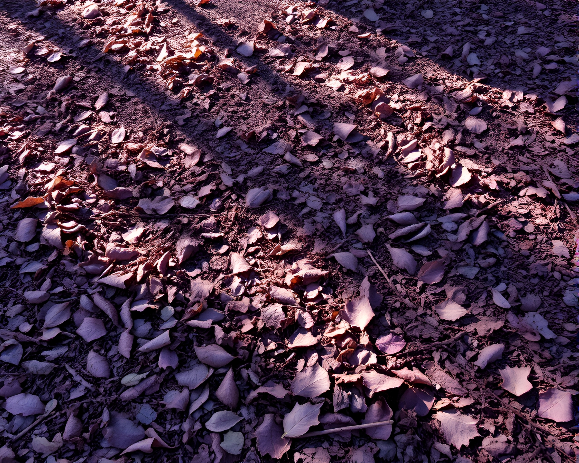 Amethyst Valley: Mesmerizing Leaf Litter Artwork – free AI stock image