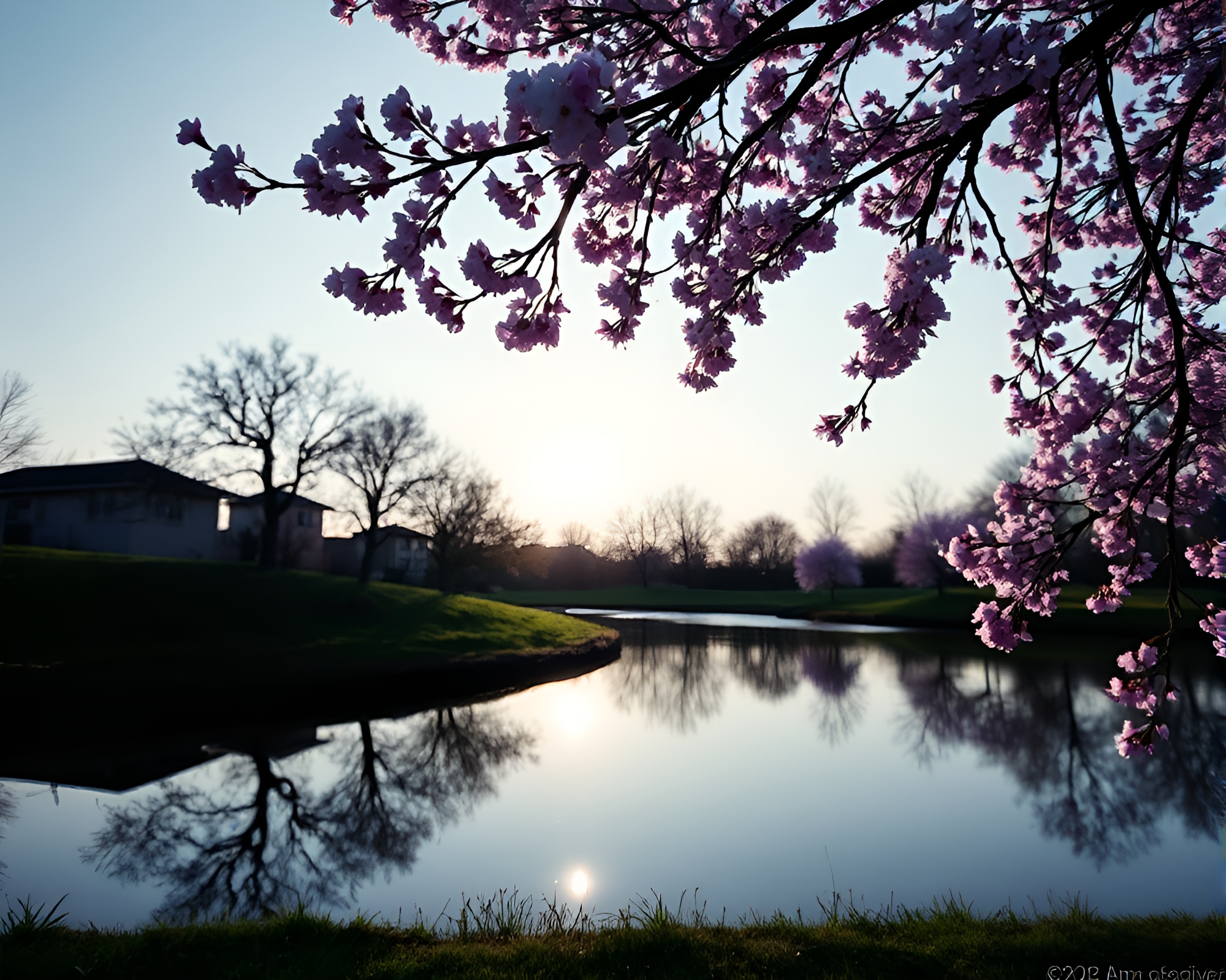 Spring Blossom Reflection in Amethyst Shade Silhouette – free AI stock image